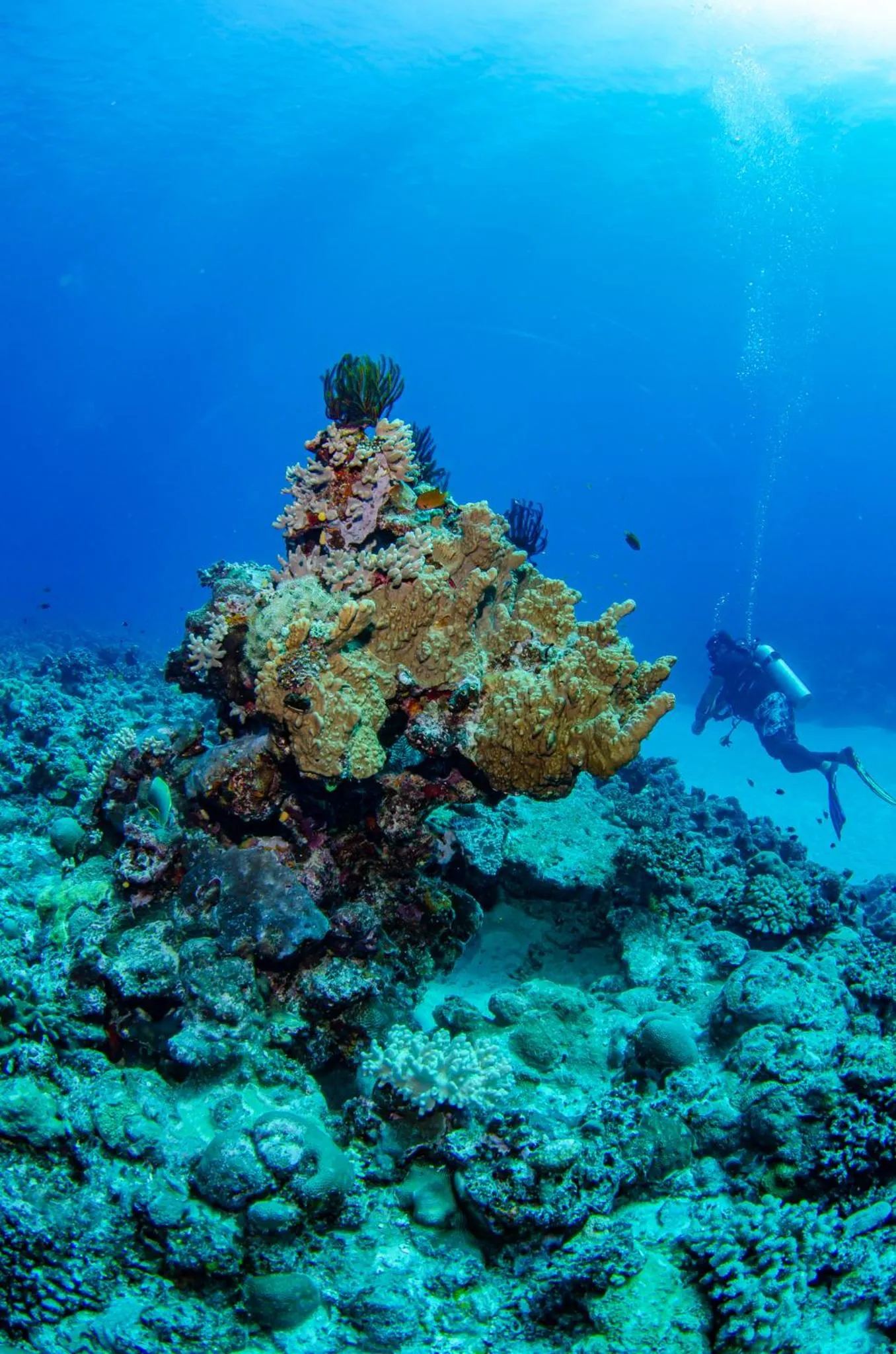 Activities in Tranquility Island Eco Dive Resort