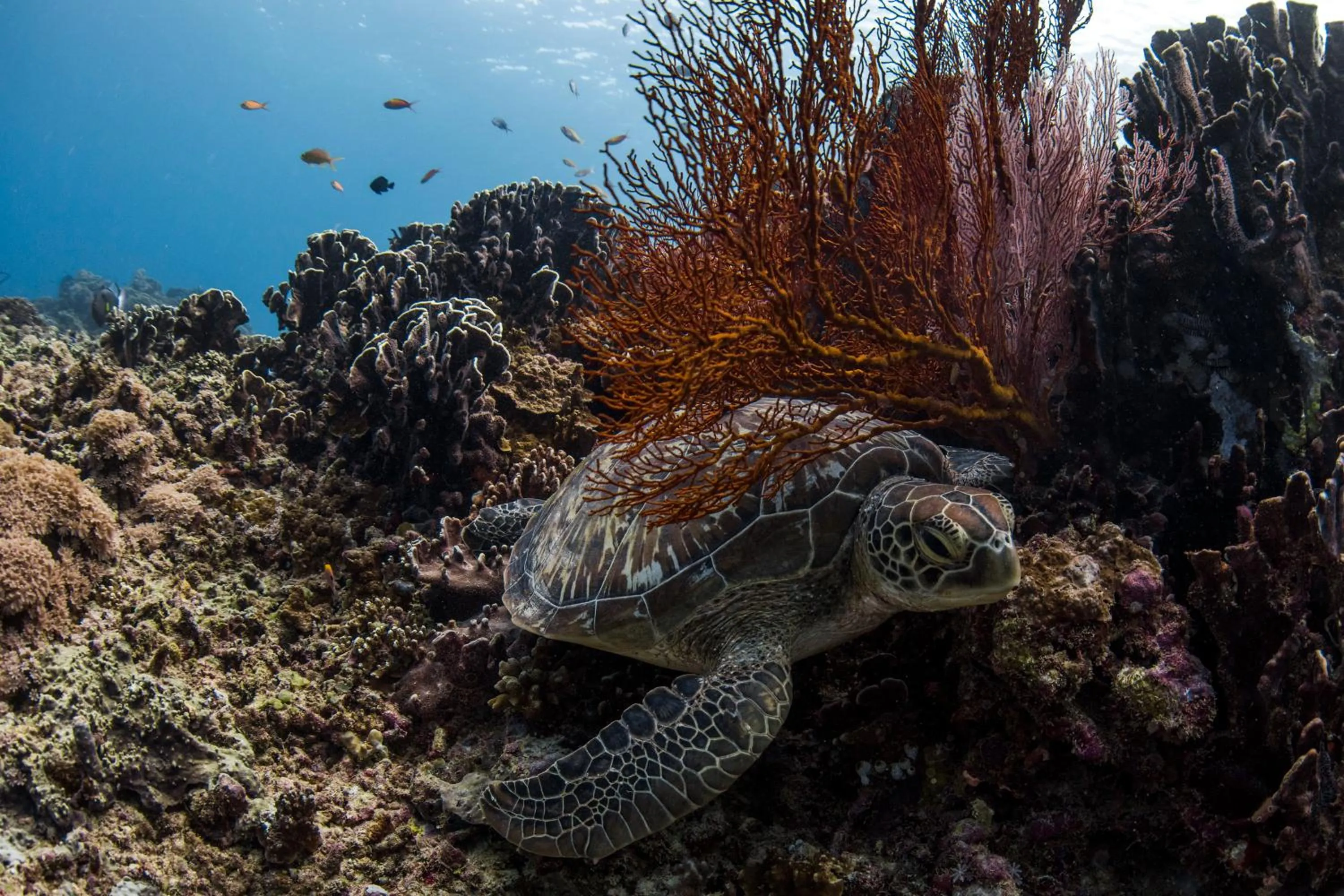 Off site in Coconut Garden Resort