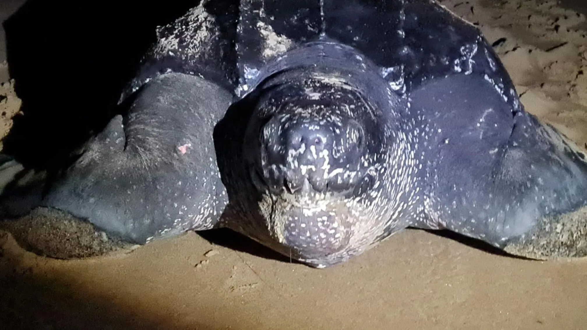 Whalesong Guest House