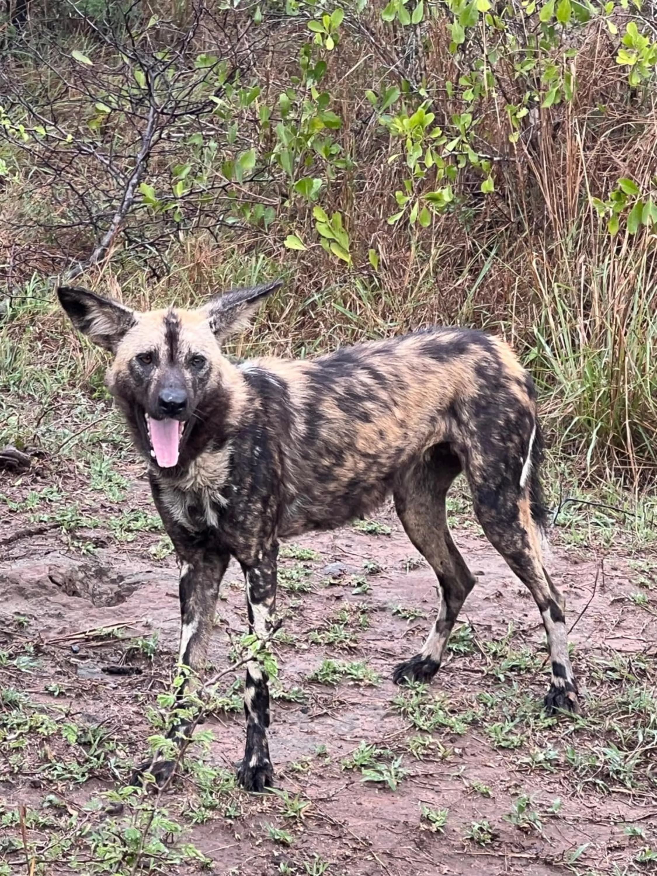 Animals in Whalesong Guest House