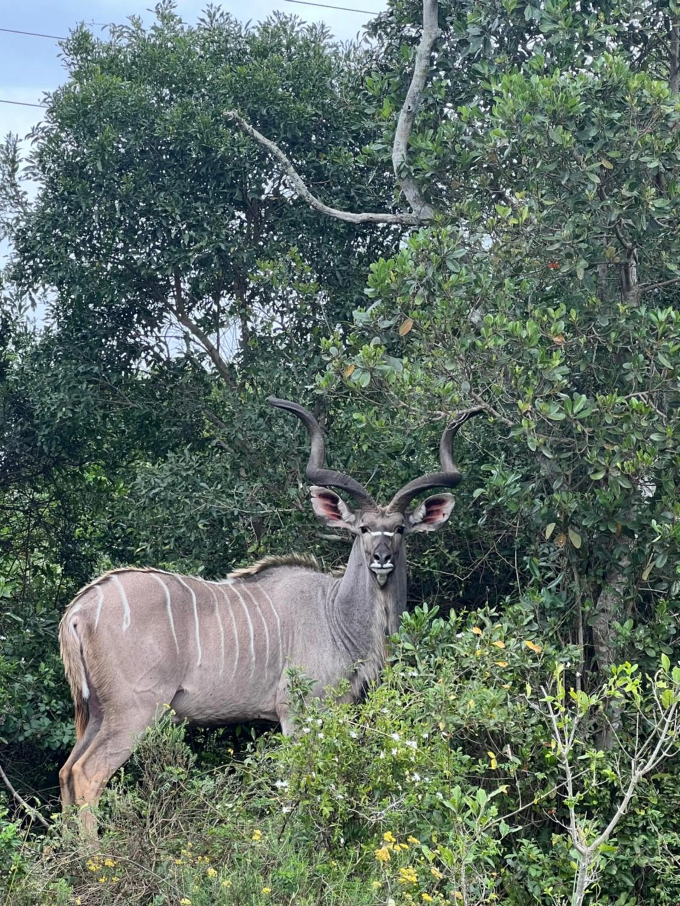 Animals in Whalesong Guest House