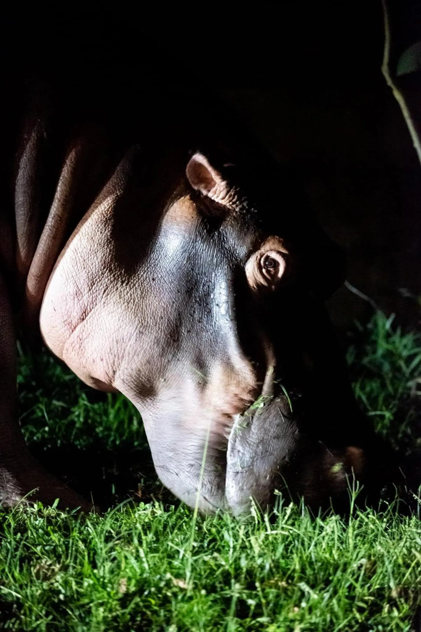 Animals in Whalesong Guest House