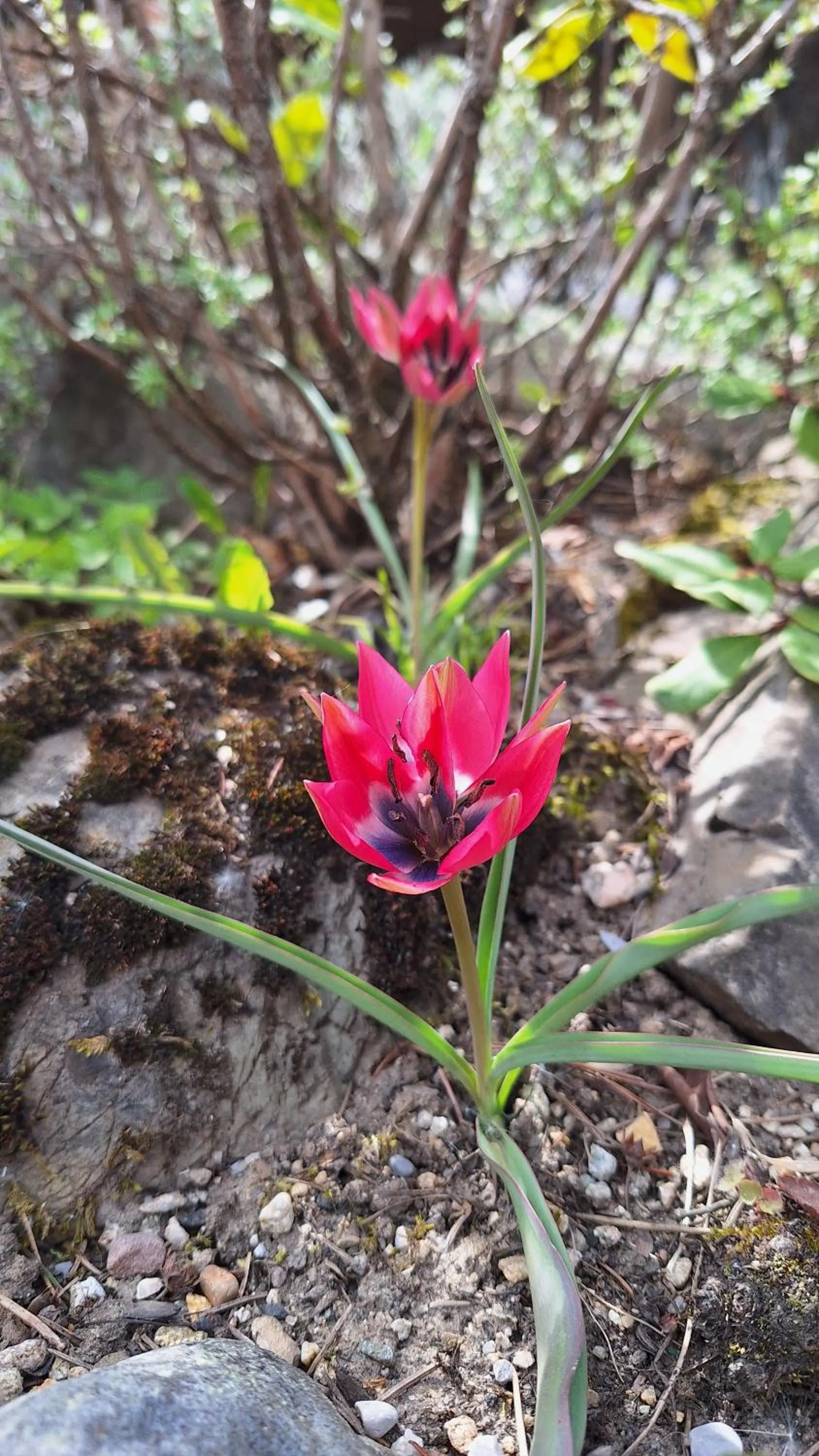 Spring in Willa u Kośle Zakopane