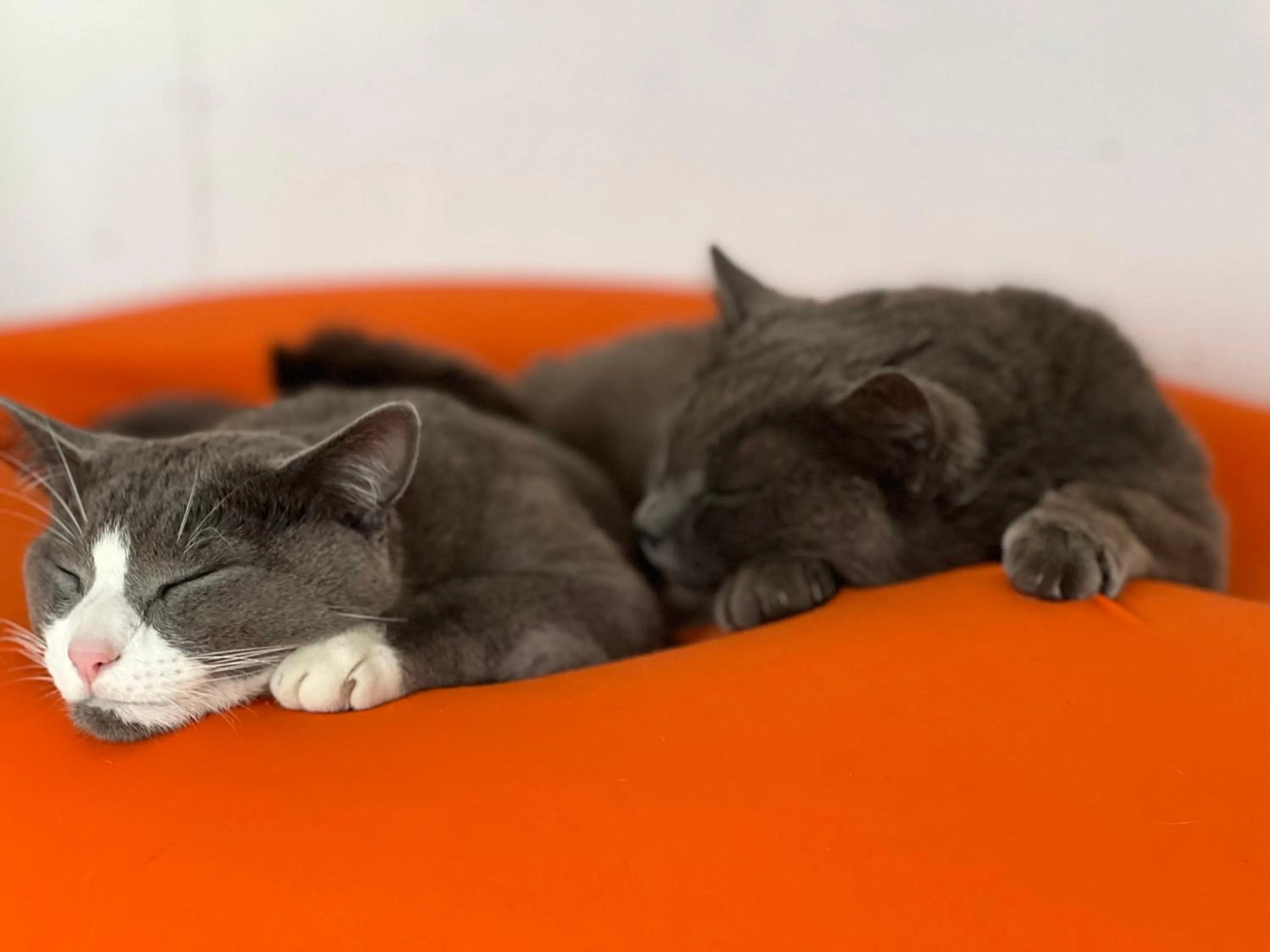 Animals in Da La Babi B&B