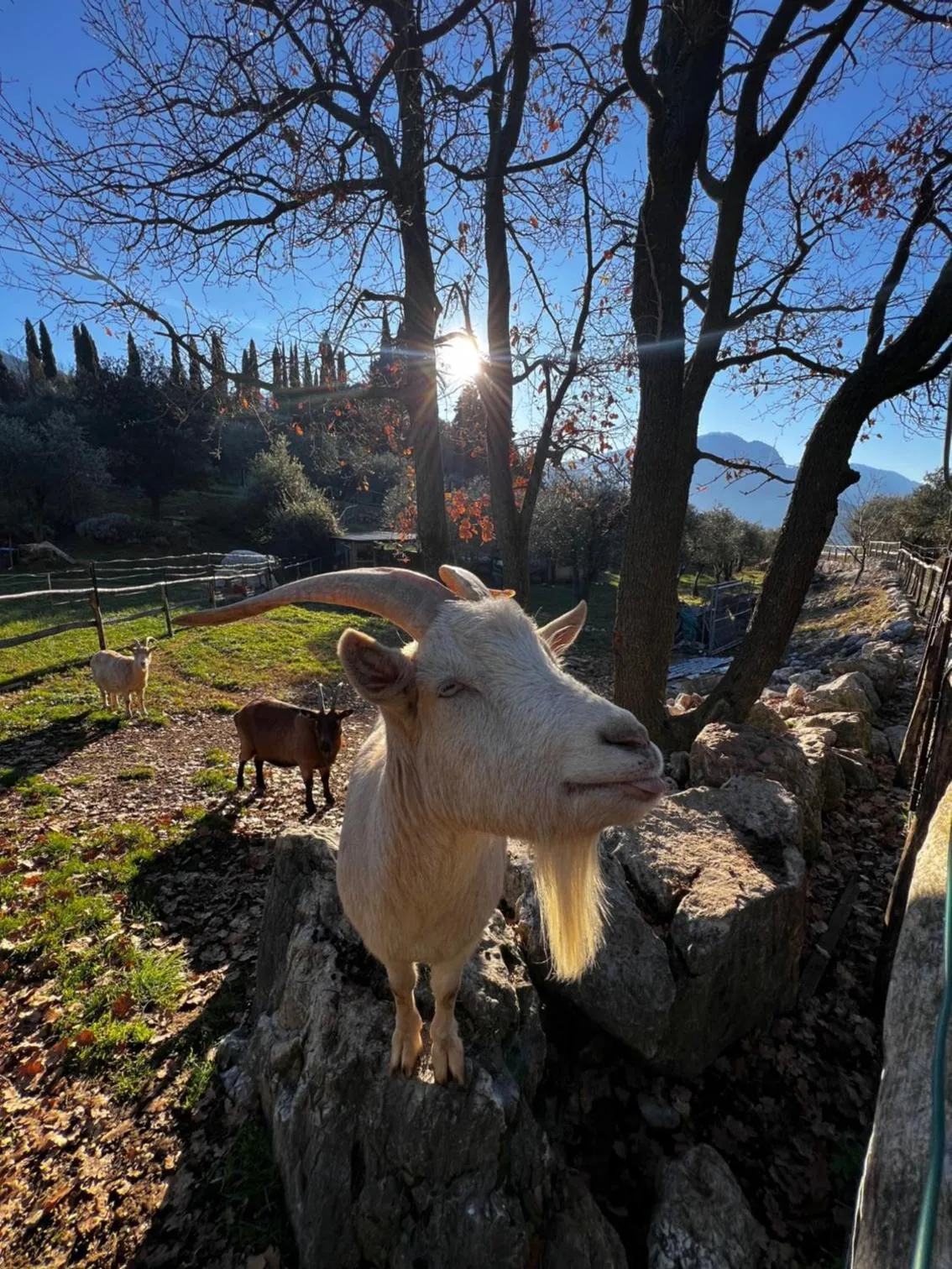 Animals in Da La Babi B&B