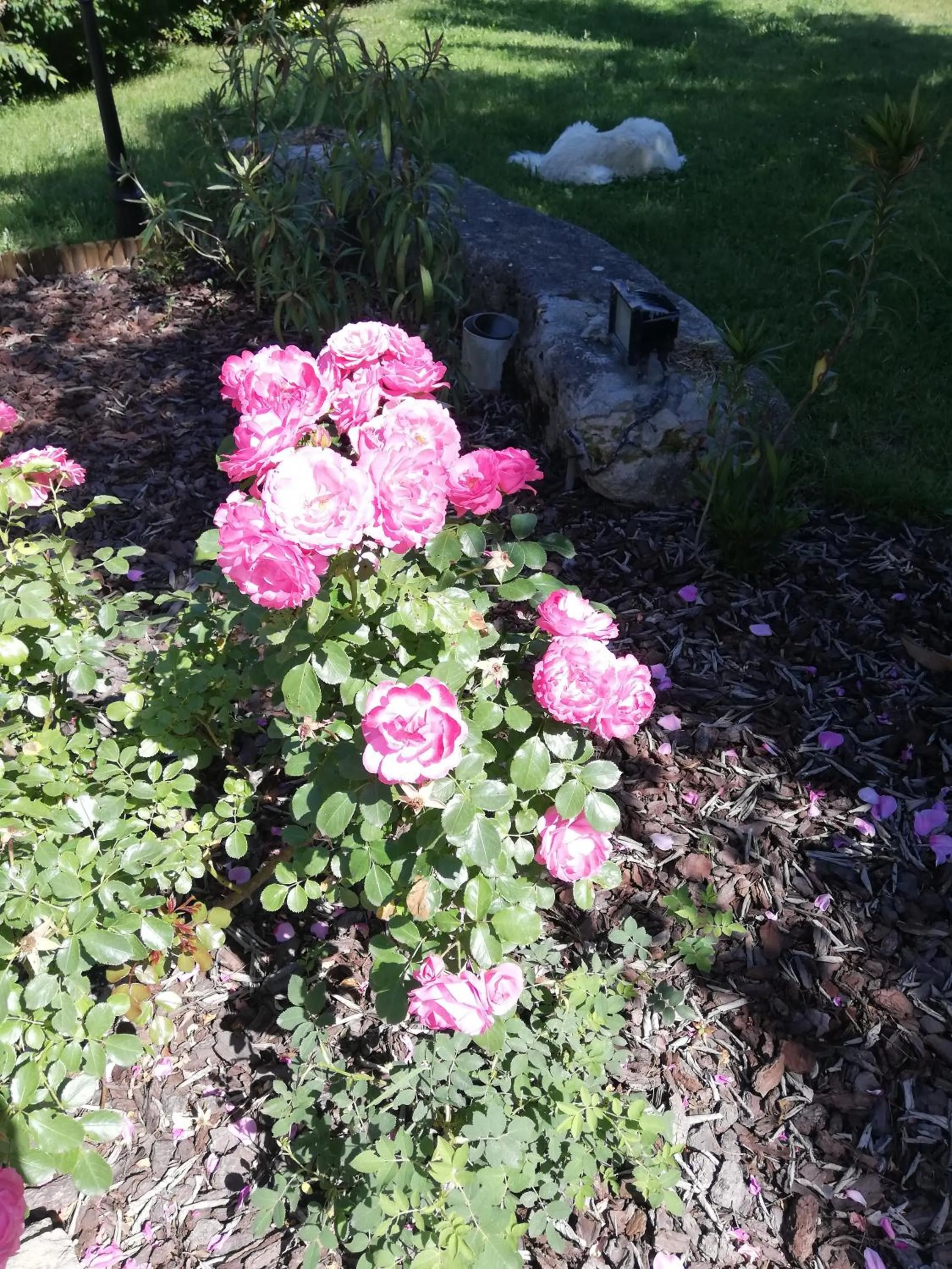 Spring in Le mas de la diligence