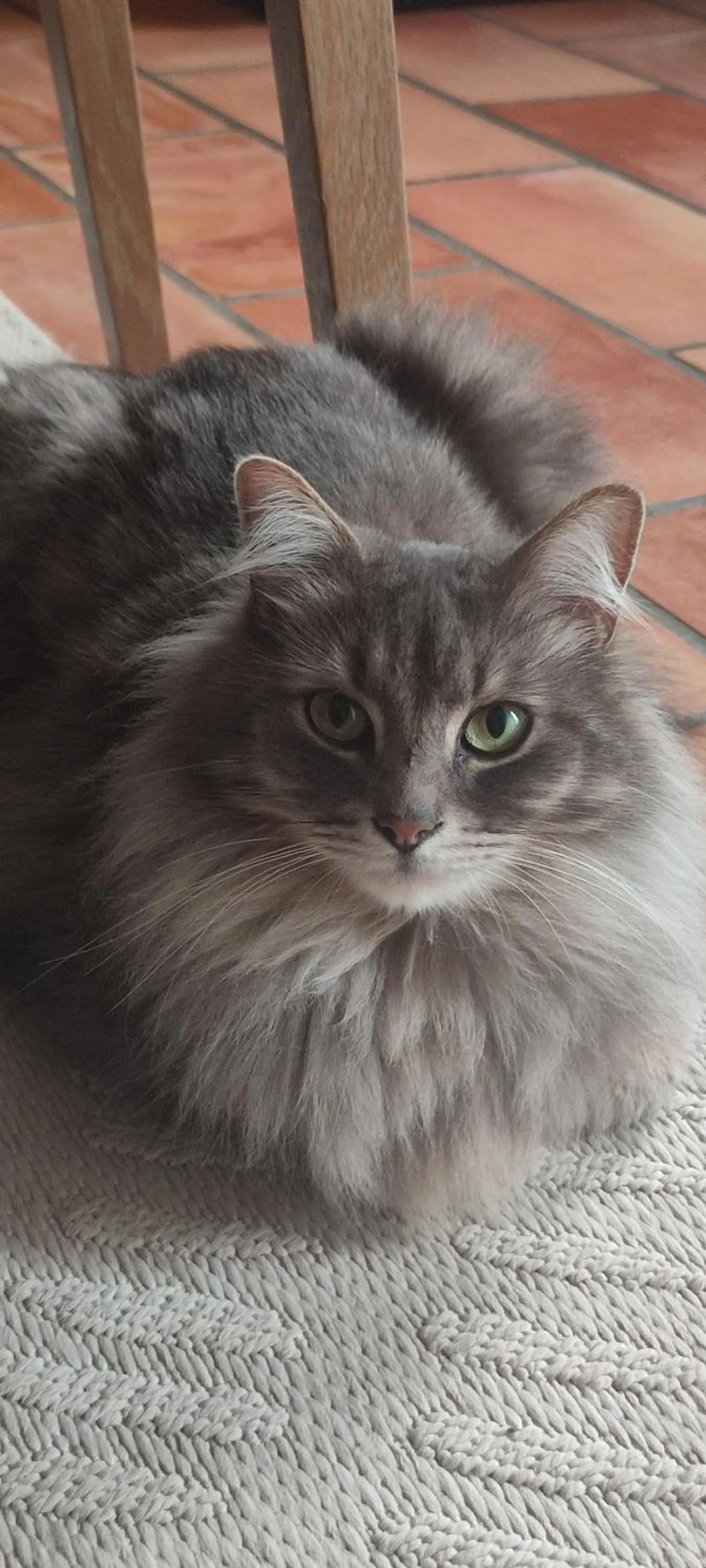 Pets in Le mas de la diligence