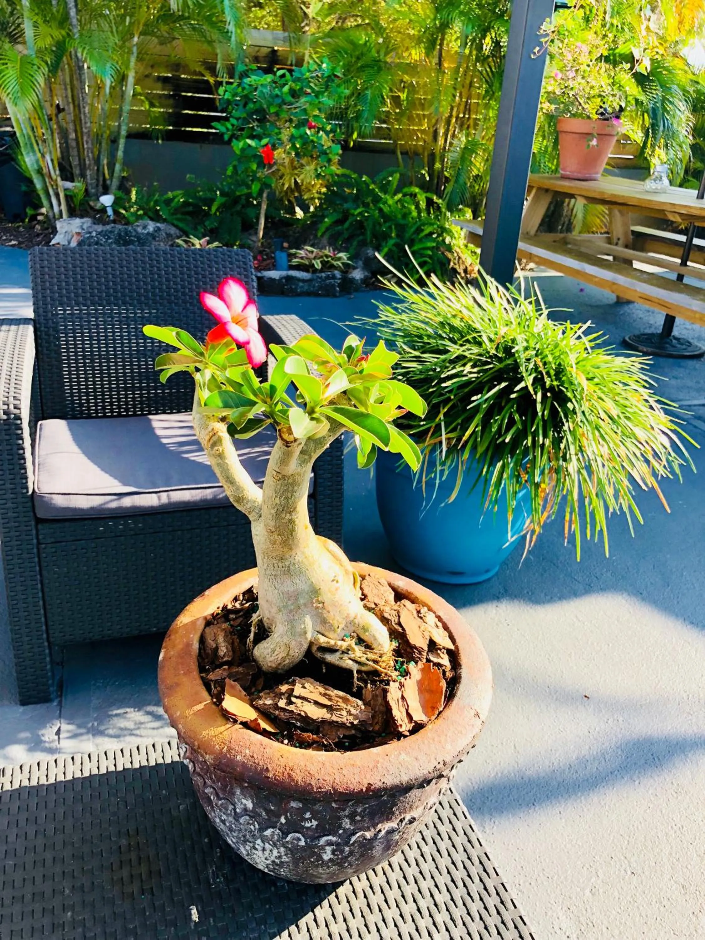 Patio in Oasis Hotel