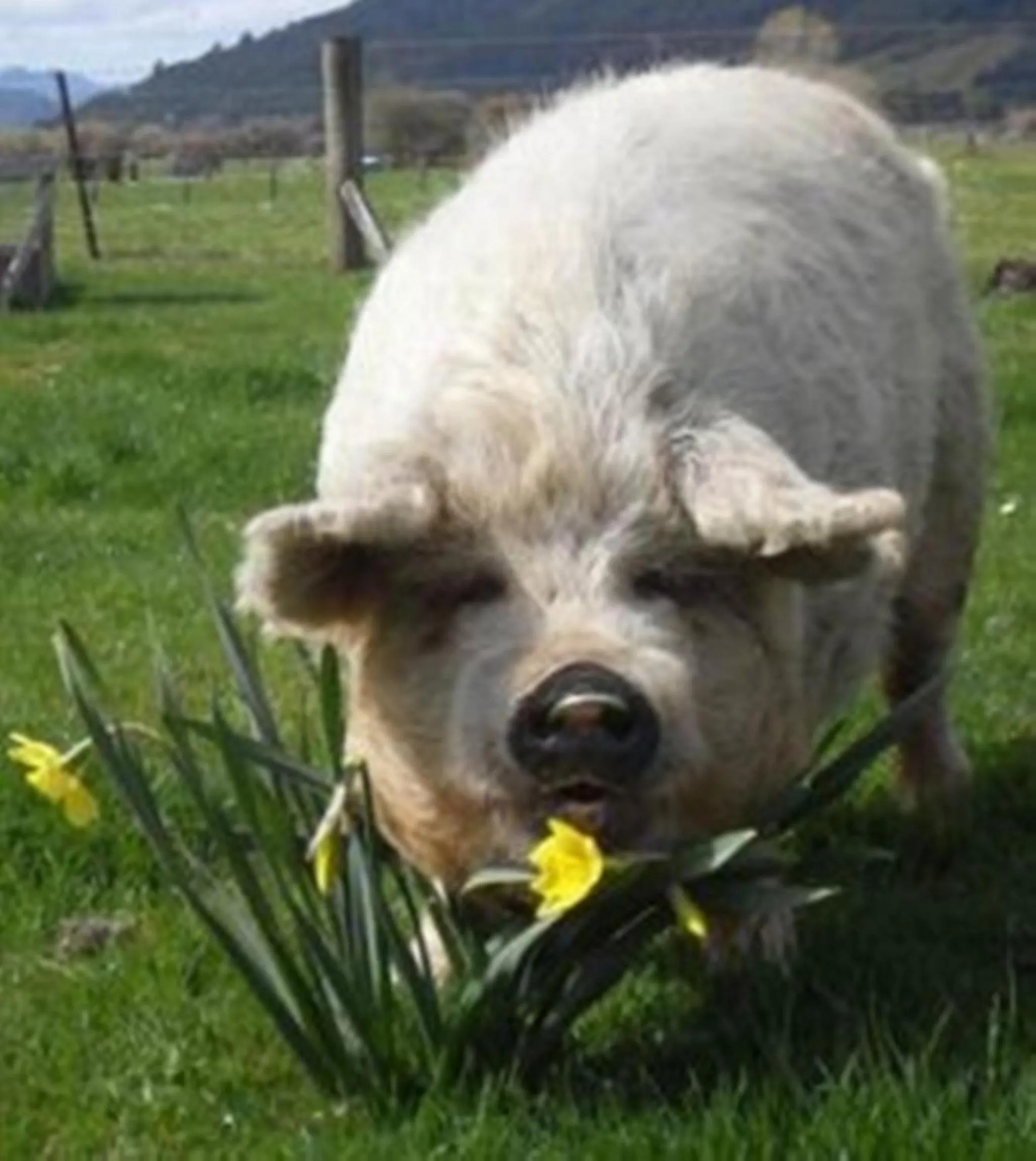 Pets in Smiths Farm Holiday Park