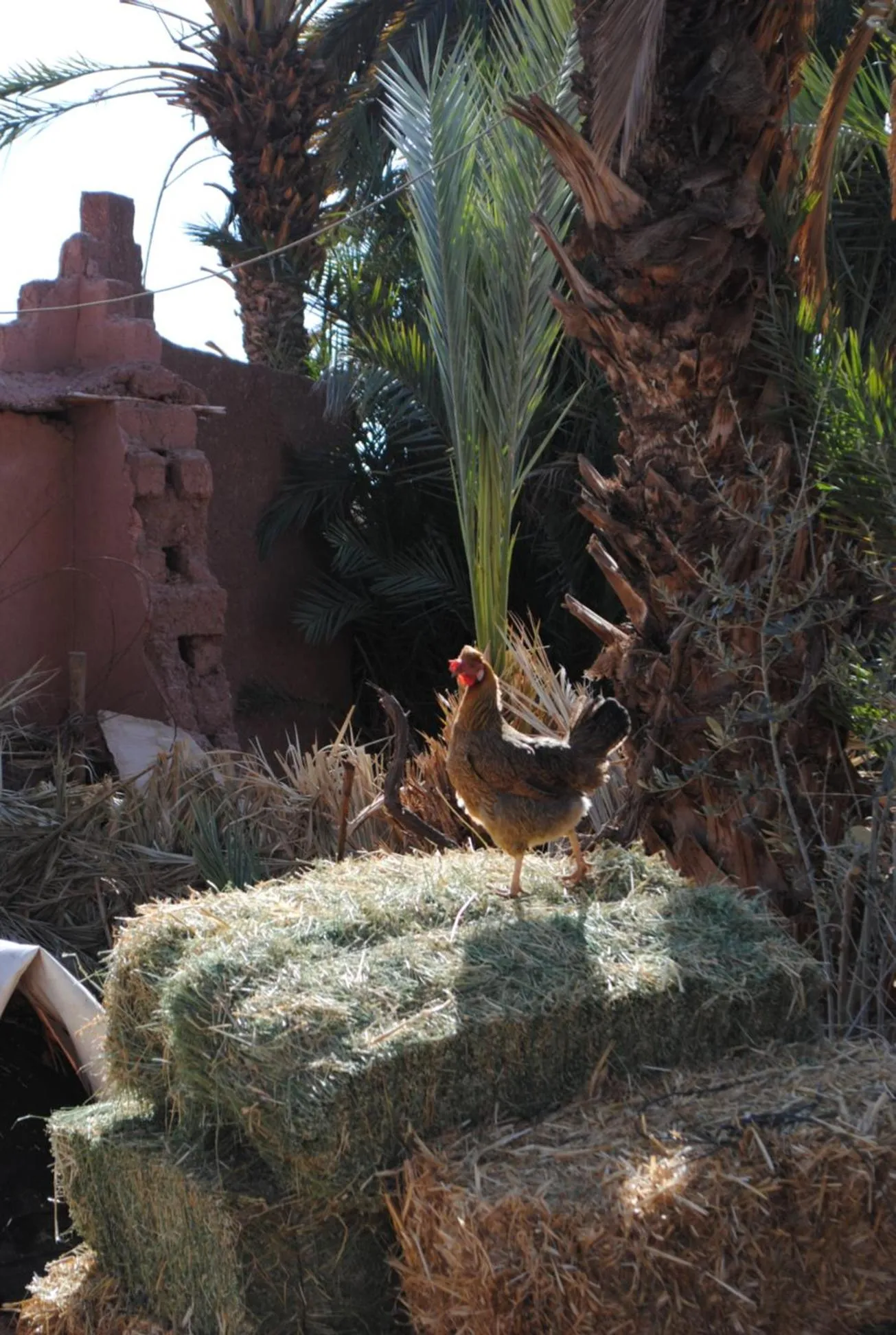 Animals in Ecolodge La Palmeraie