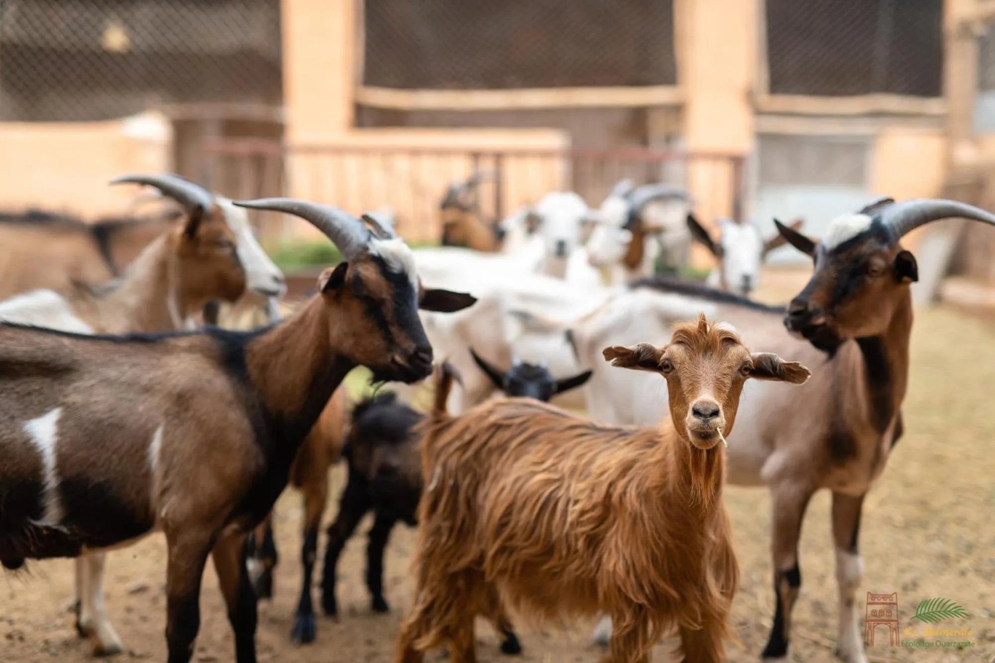 Pets in Ecolodge La Palmeraie