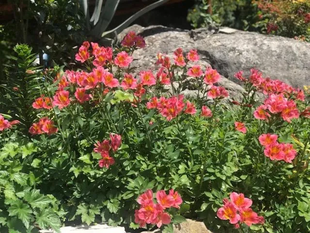 Spring in Les Belles Terrasses