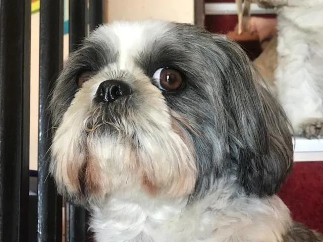 Animals in Les Belles Terrasses