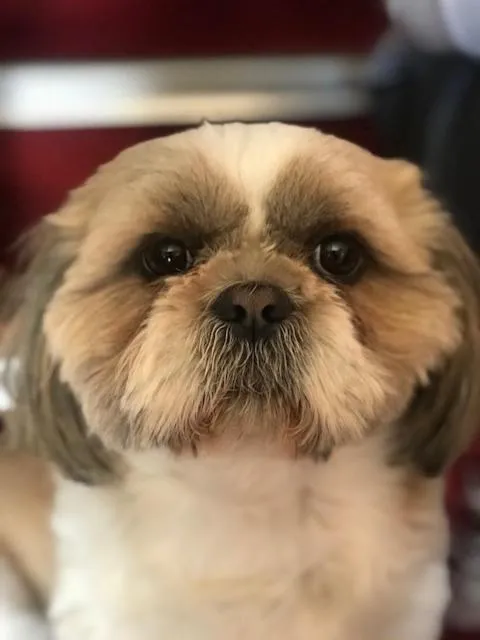 Animals in Les Belles Terrasses