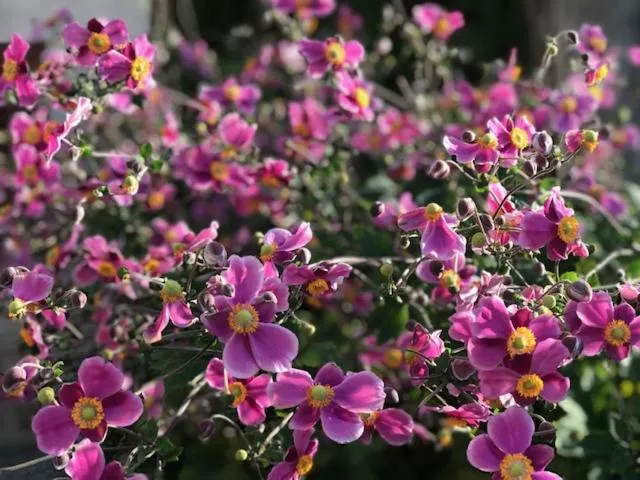 Garden in Les Belles Terrasses
