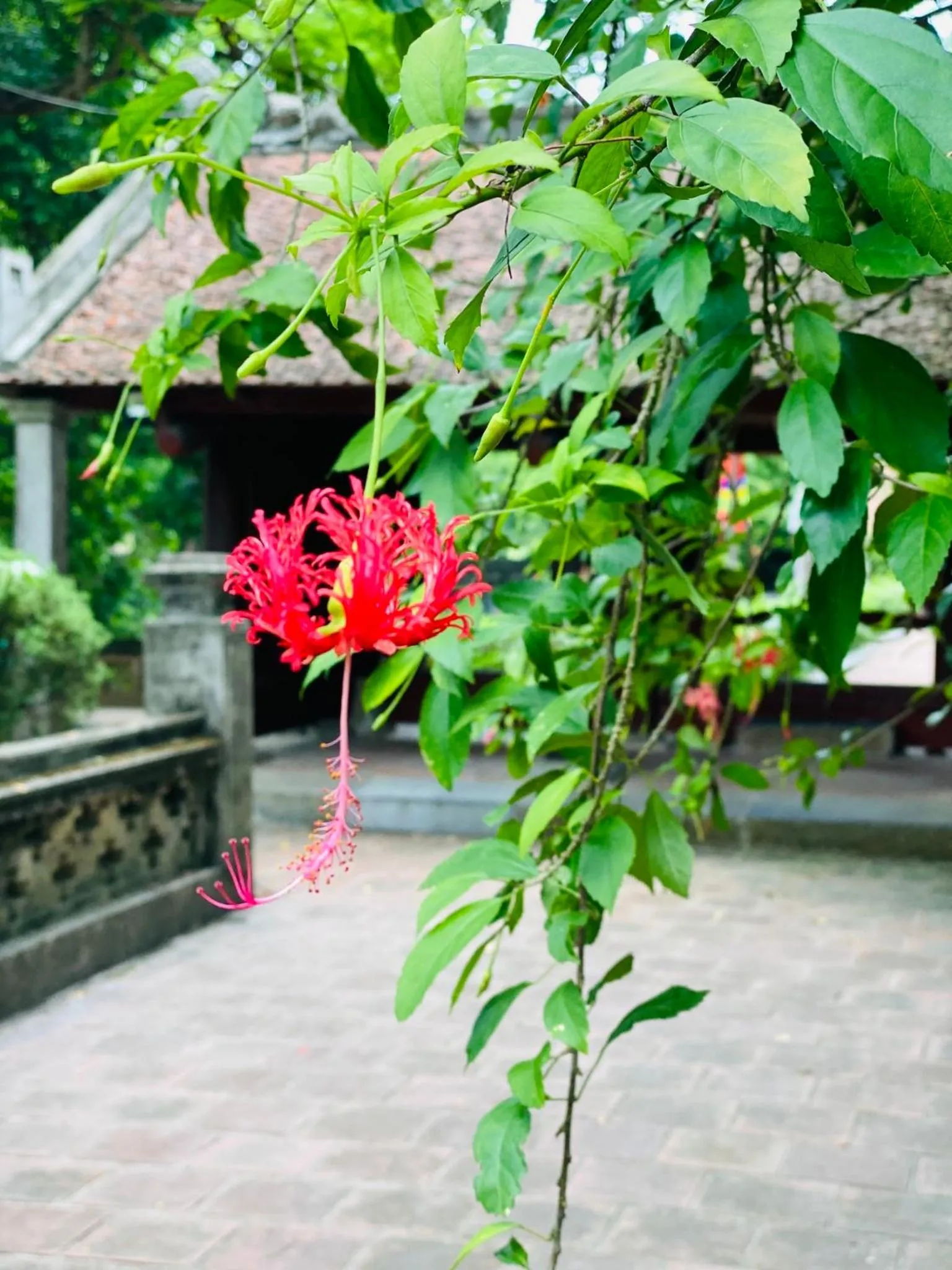 Tam Coc La Montagne Resort & Spa Ninh Binh