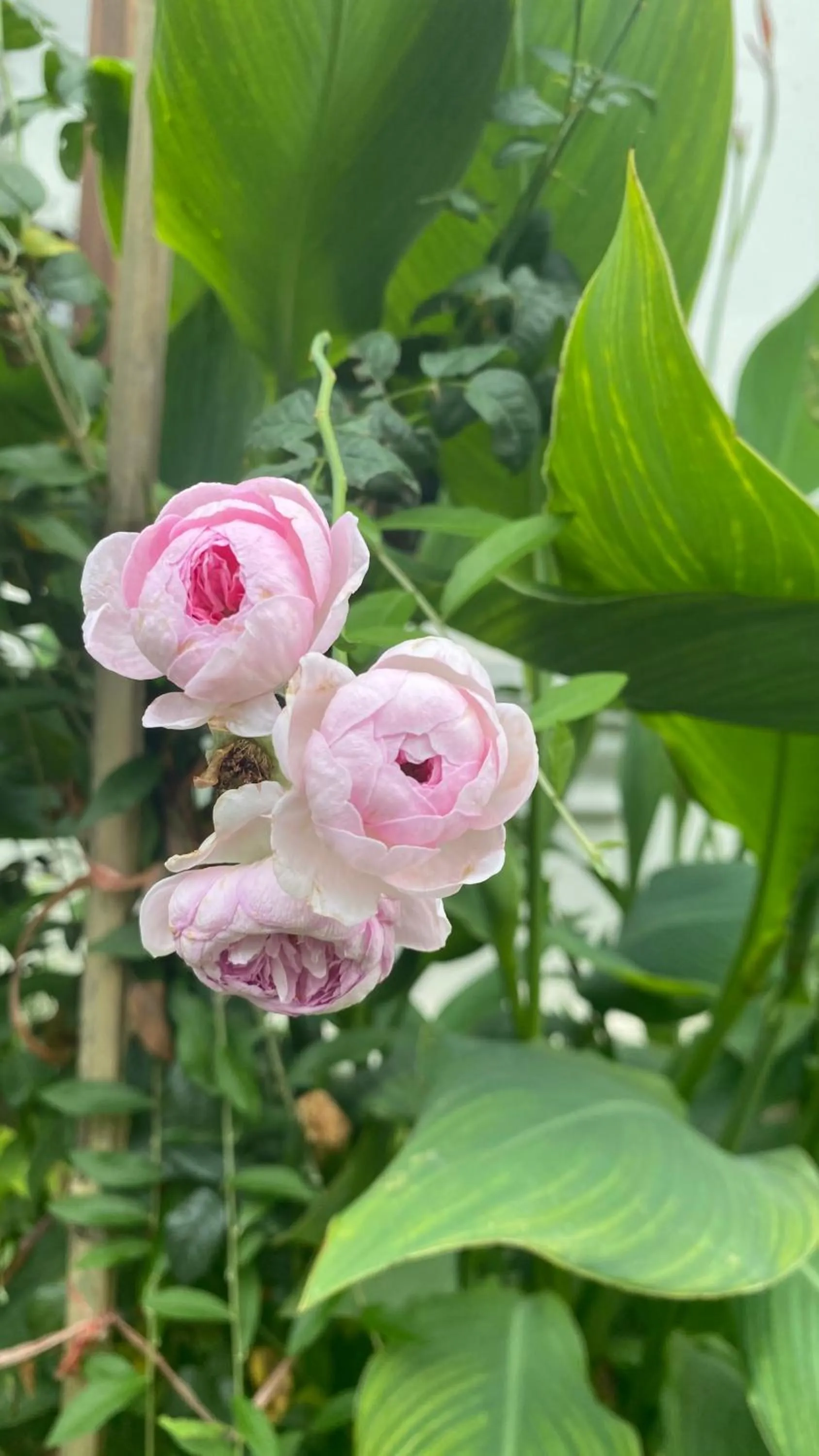 Tam Coc La Montagne Resort & Spa Ninh Binh