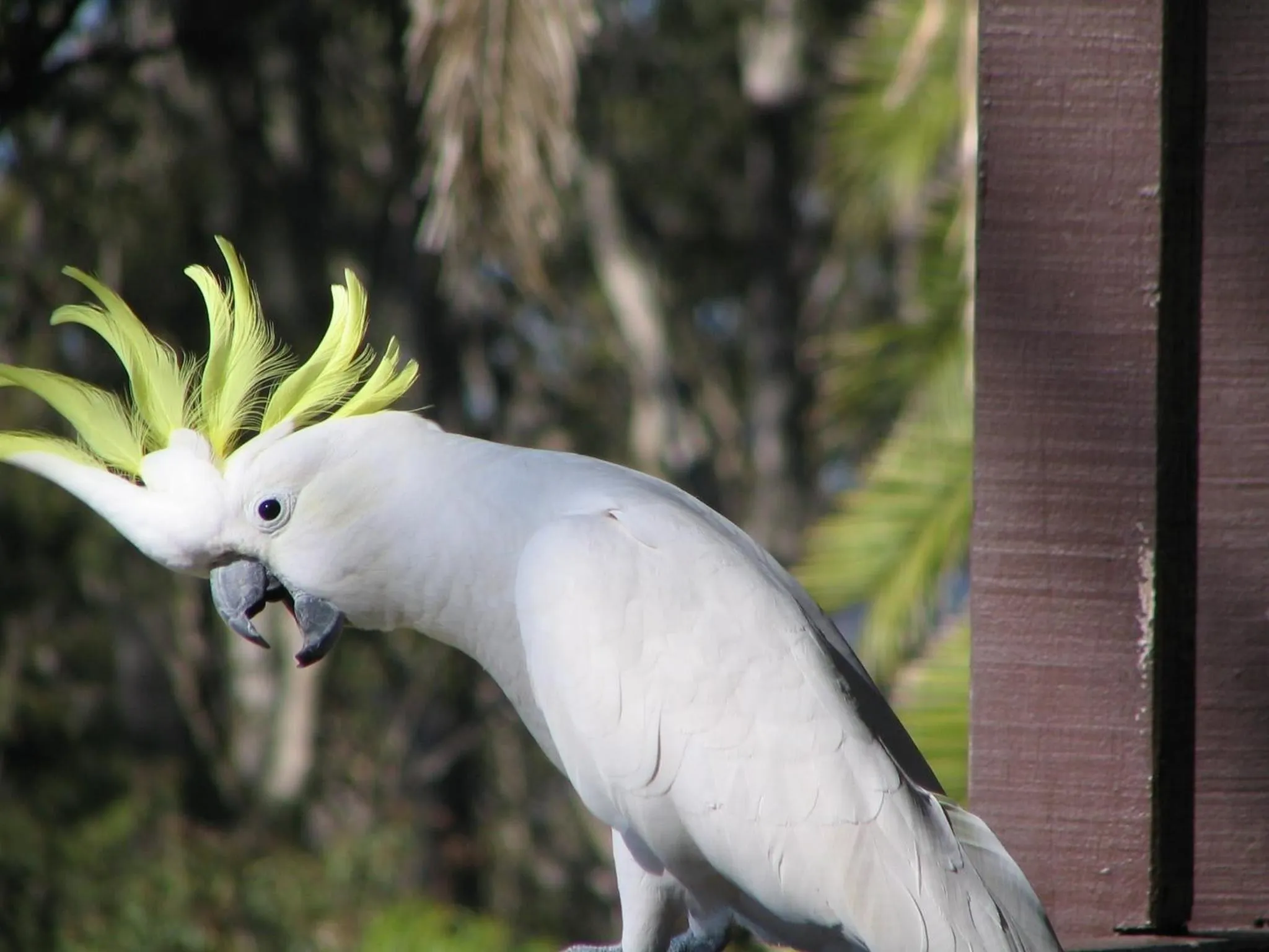 Animals in YHA Pittwater Eco, Sydney