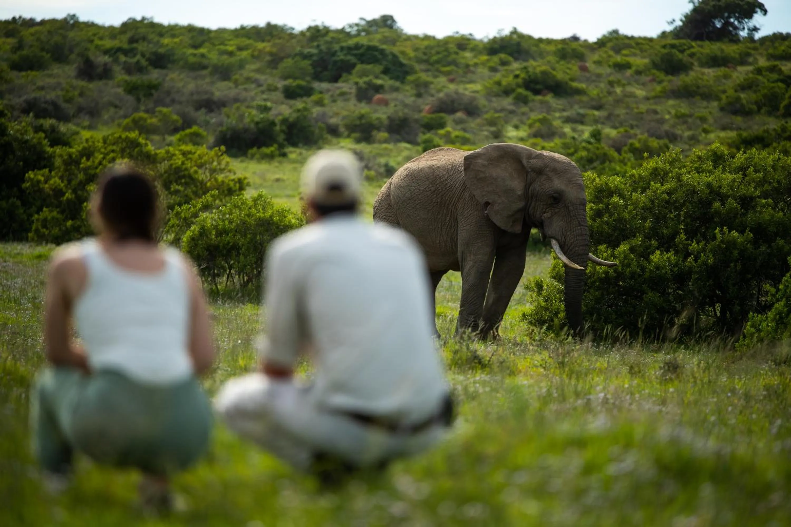 Animals in Gorah Elephant Camp