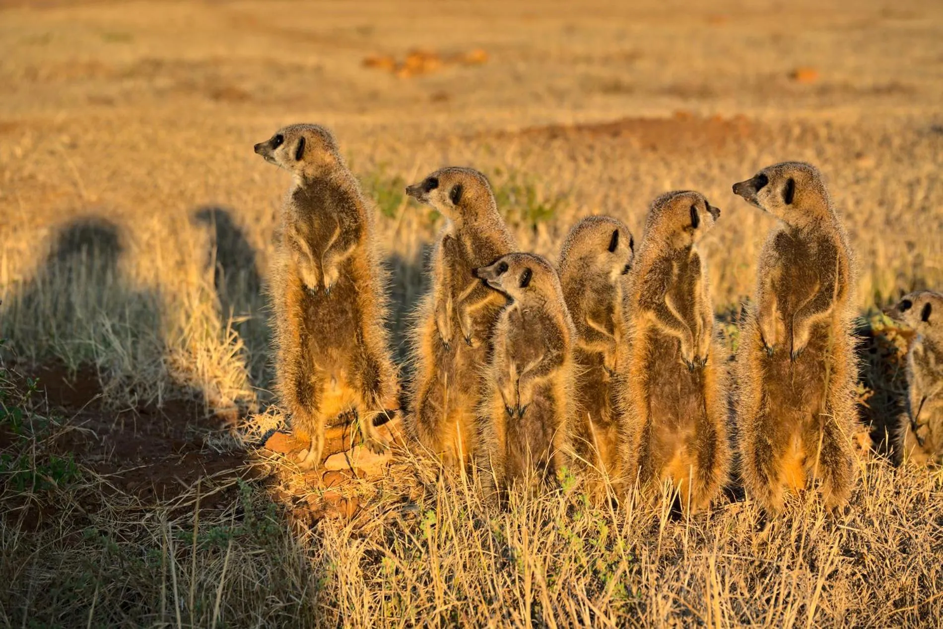 Animals in Gorah Elephant Camp
