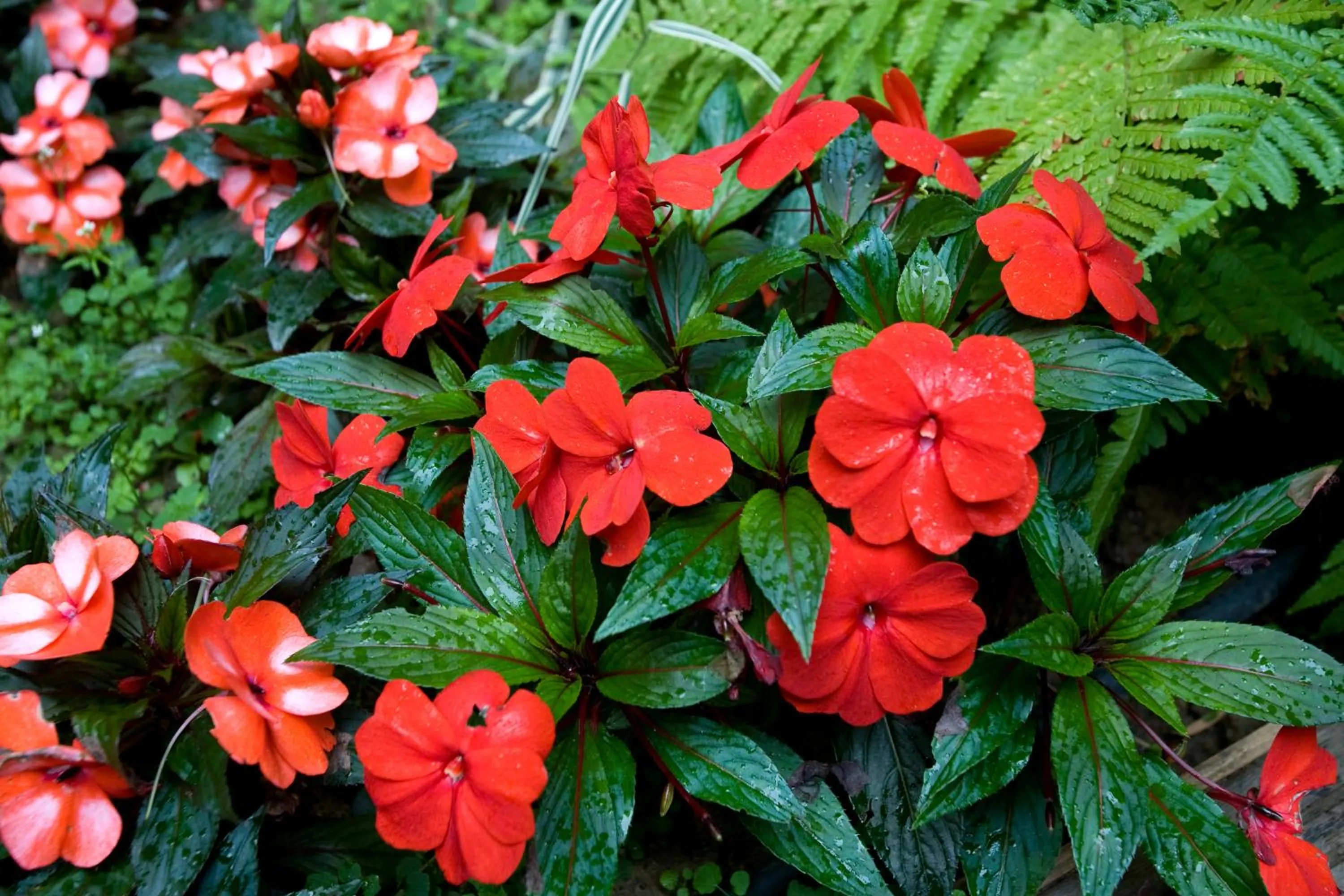 Garden in Dièse Hôtel Bastille