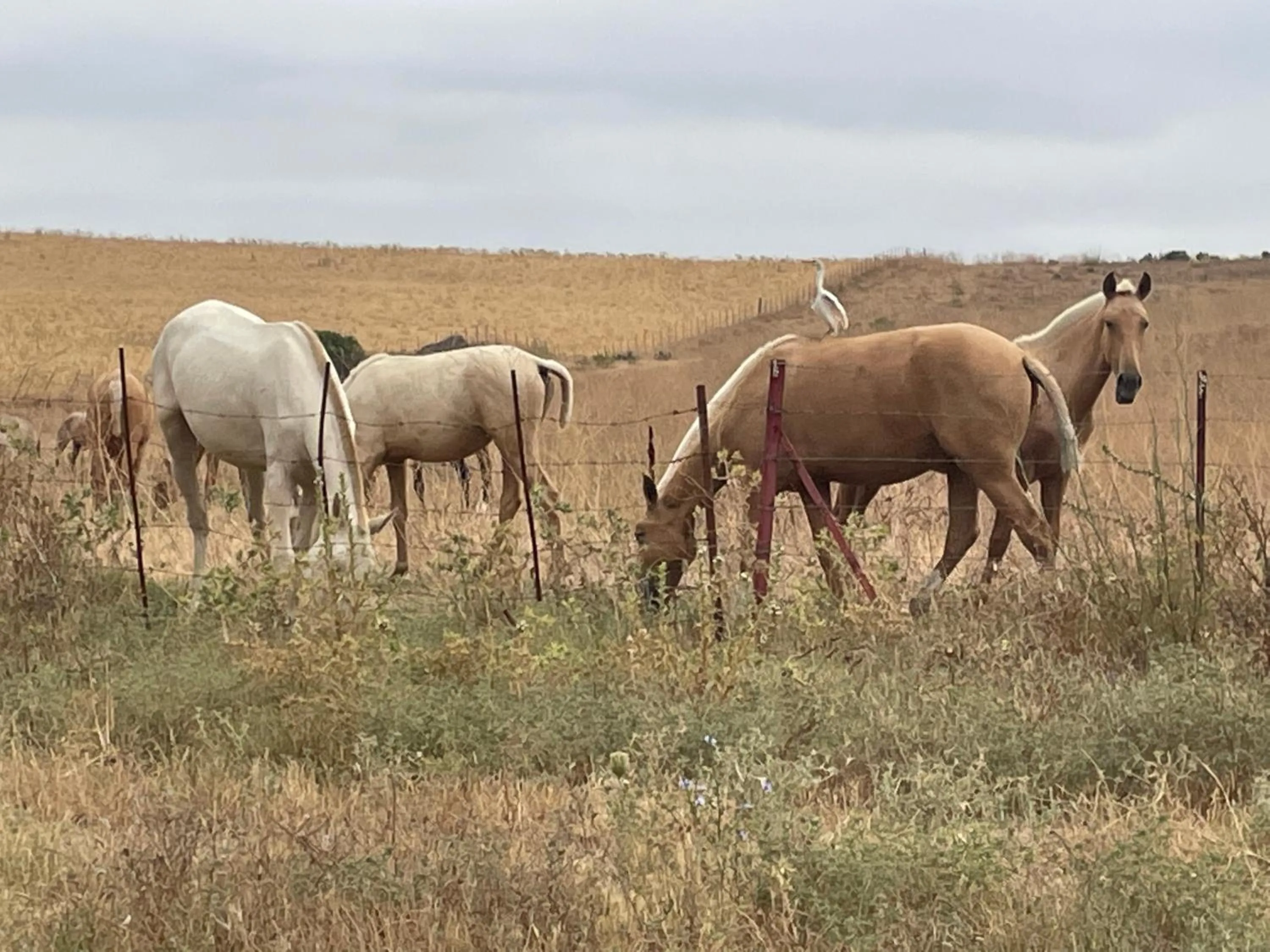 Animals in Casa Antigua - Terraza con Vistas al Mar