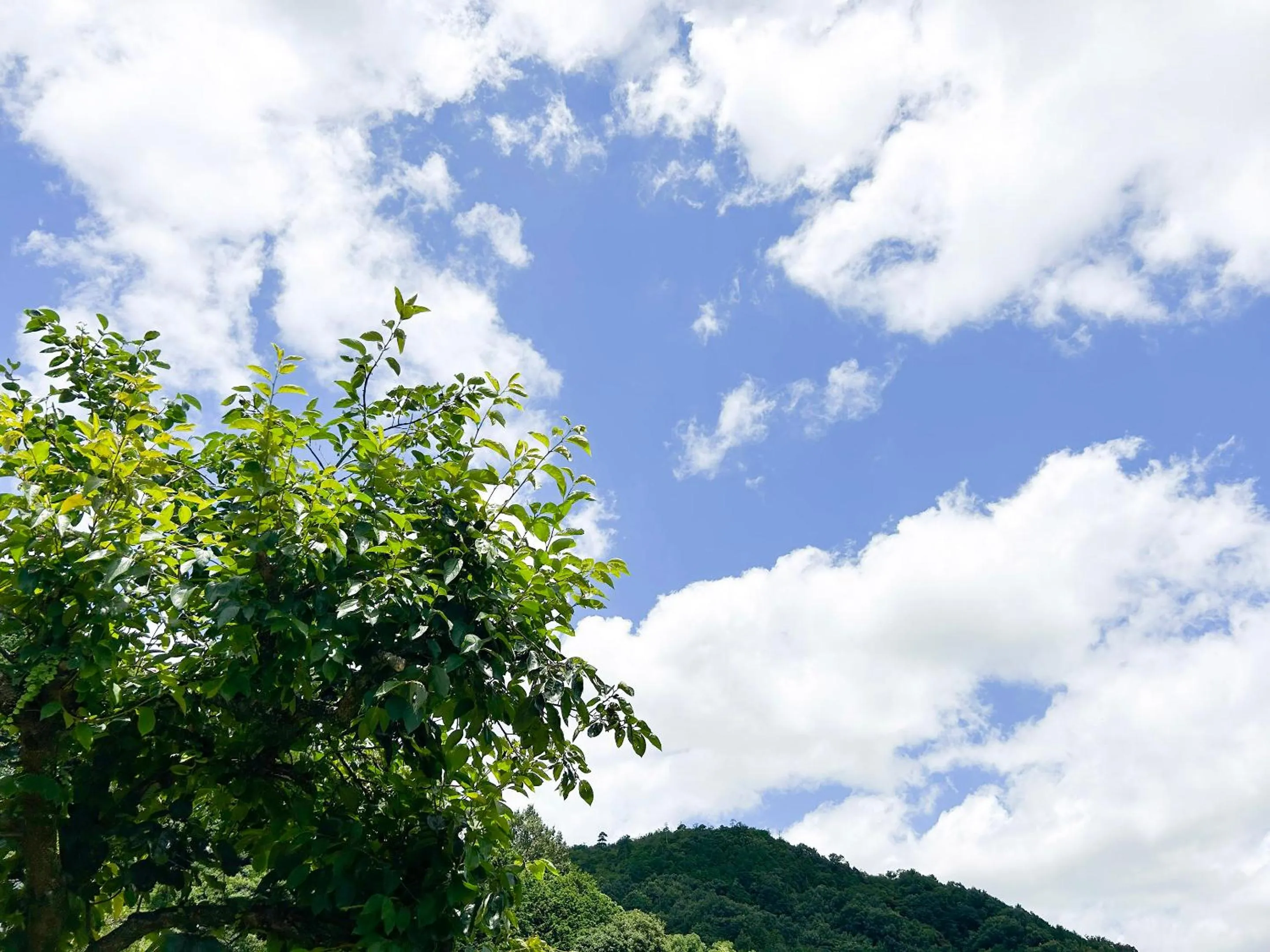Property building in Koiya