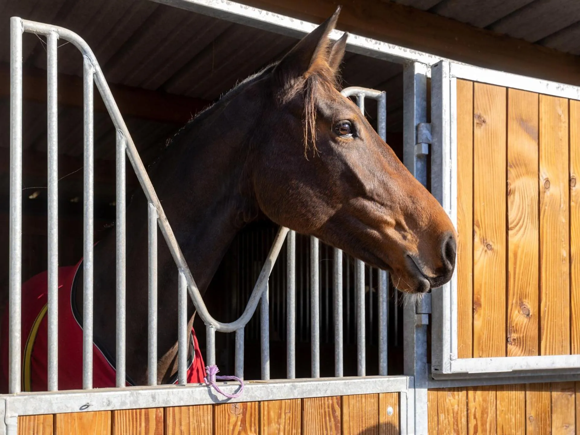 Horse-riding, Pets in Demeures de Campagne Domaine de Maffliers