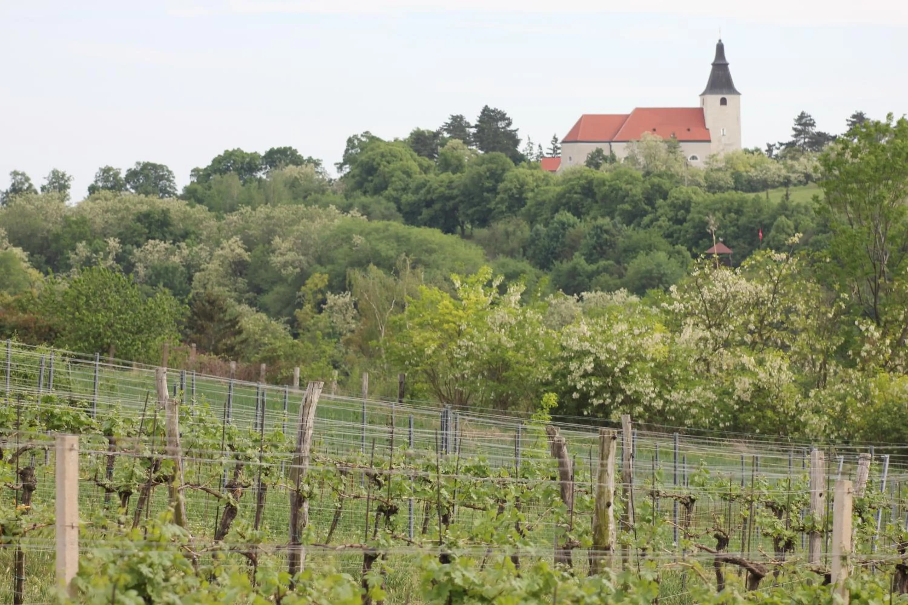 Natural landscape in Winzerhof Küssler - Weinviertel