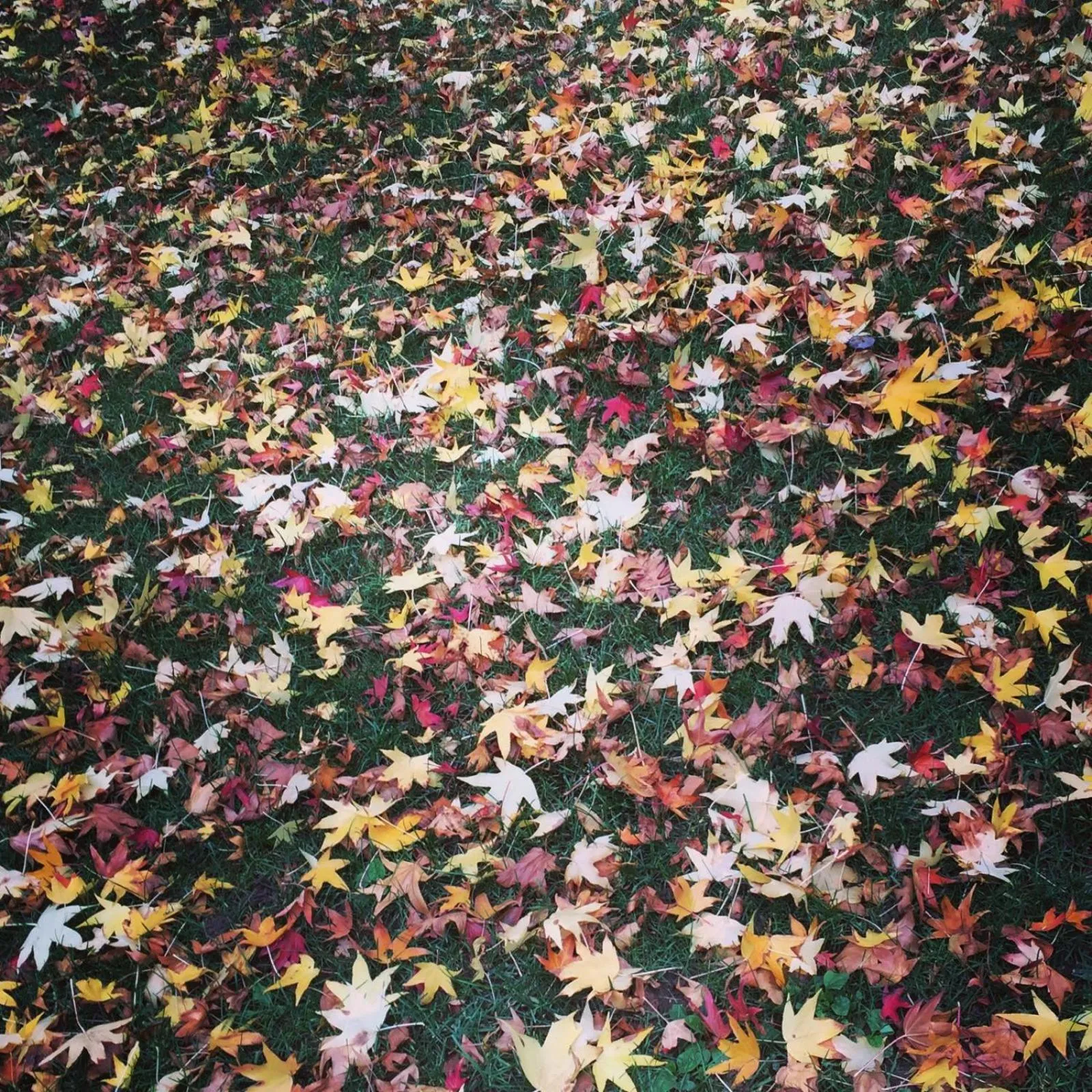 Day in Casa Sull'Albero