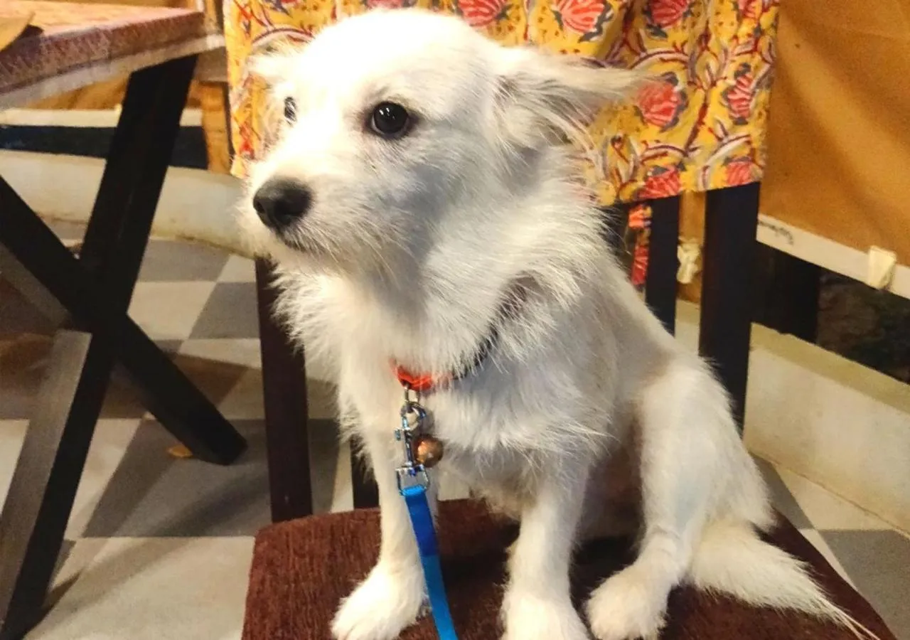 Pets in Dev Bhoomi Farms & Cottages