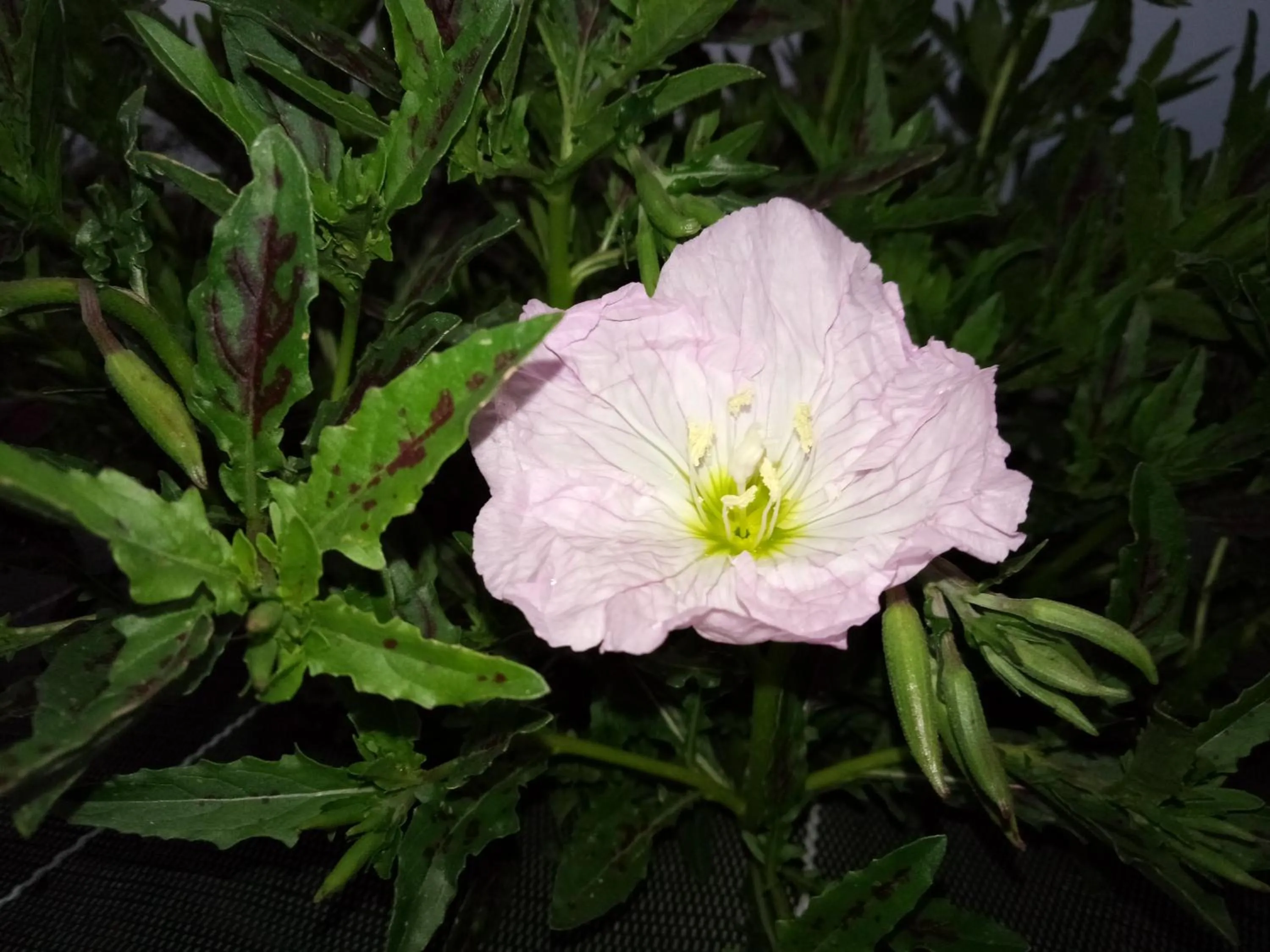 Property building in La Closerie de Sens