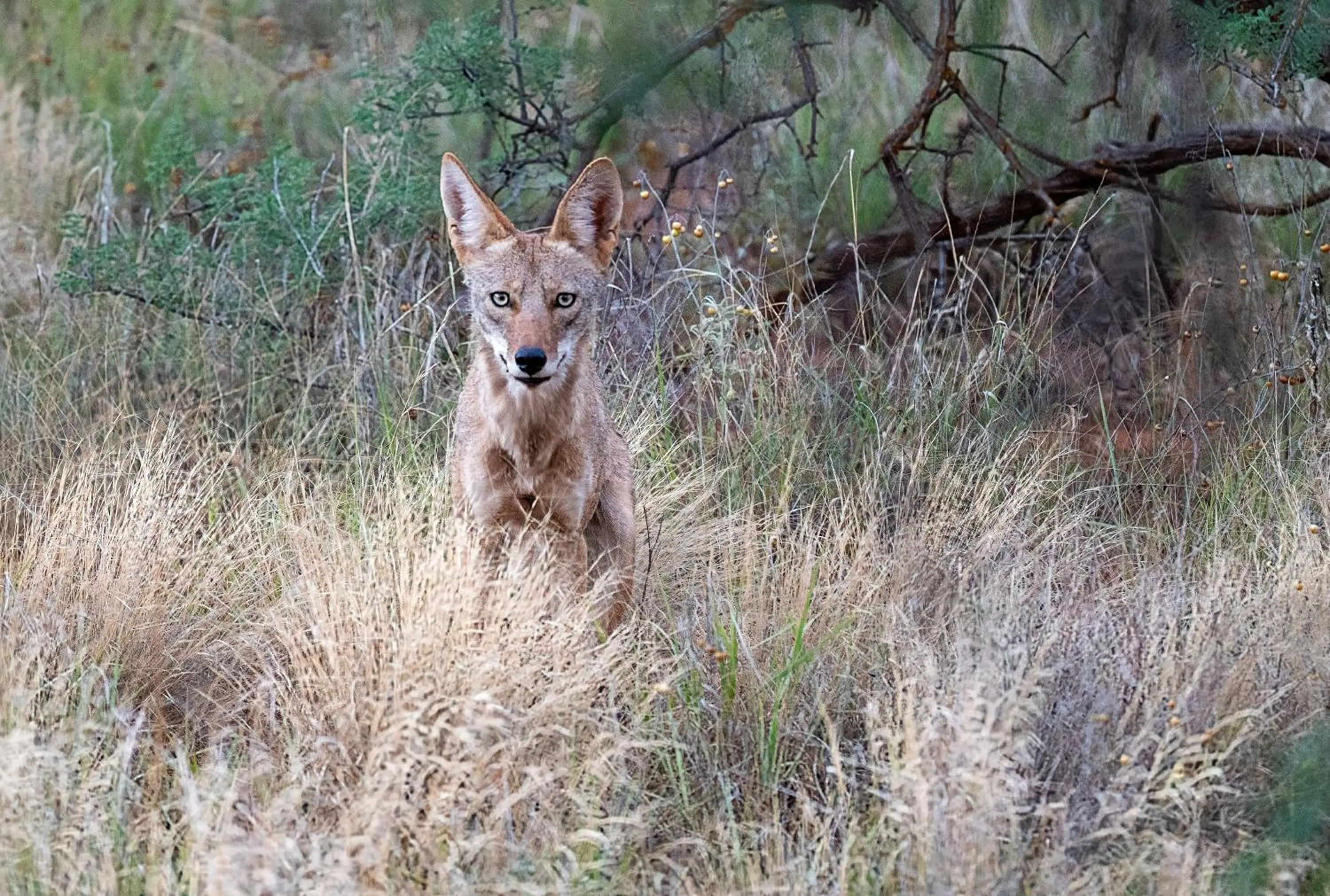 Canyon Villa Bed & Breakfast Inn of Sedona