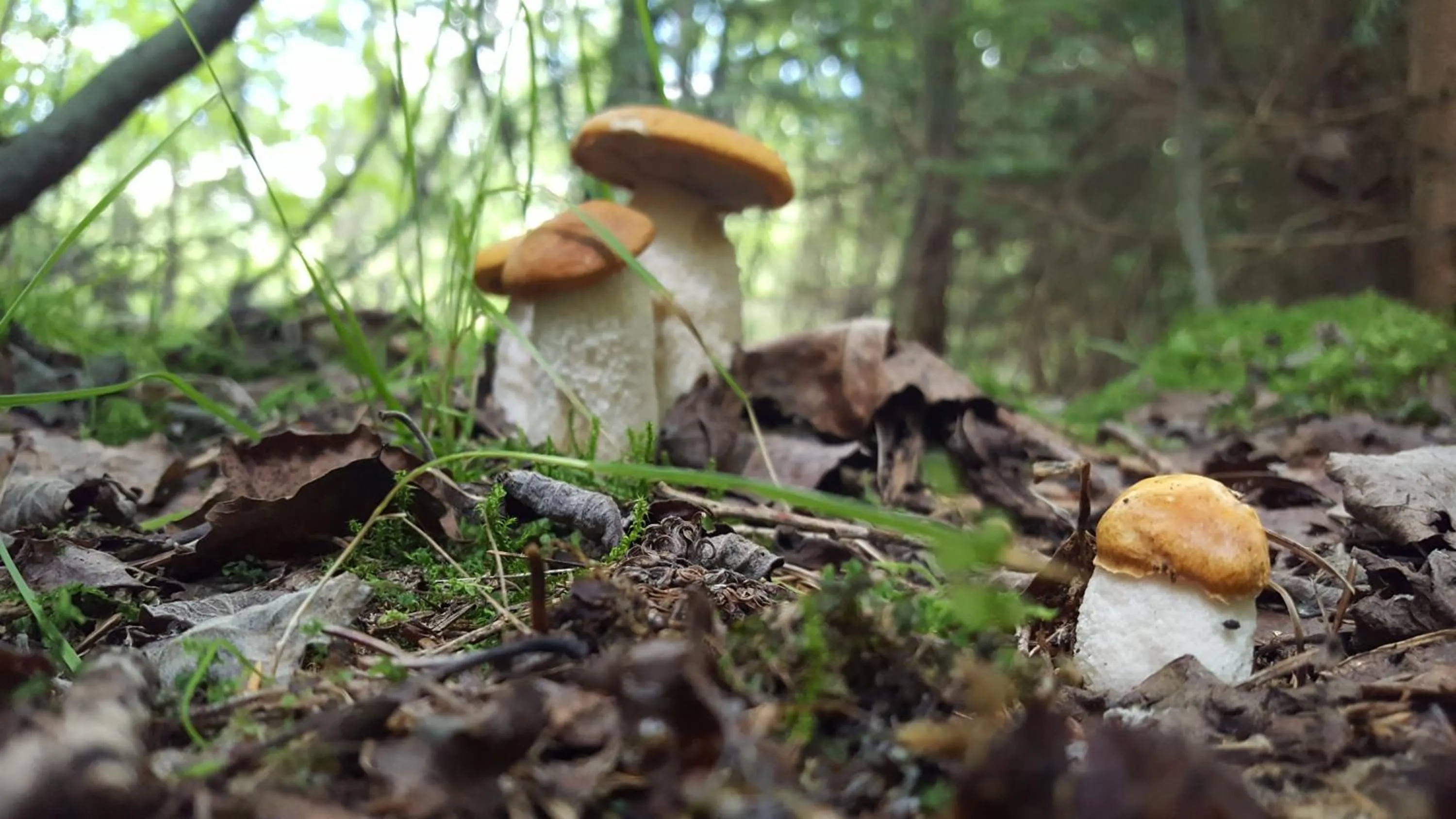 Summer in Penzion Sileo