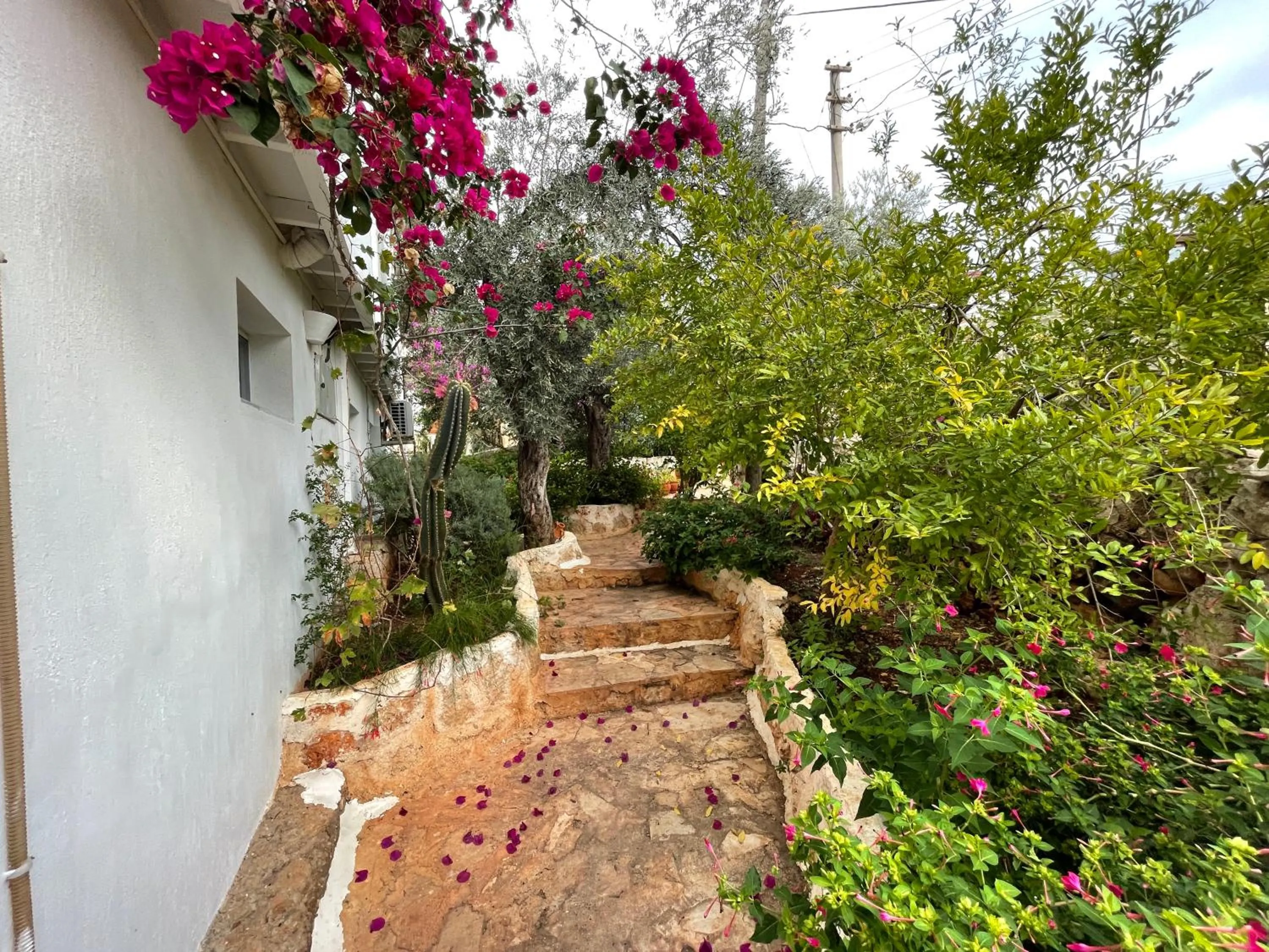 Garden in Kaktus Beach Apart