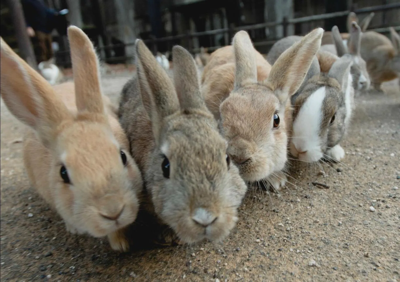 Animals in NIPPONIA HOTEL Takehara Saltworks Town