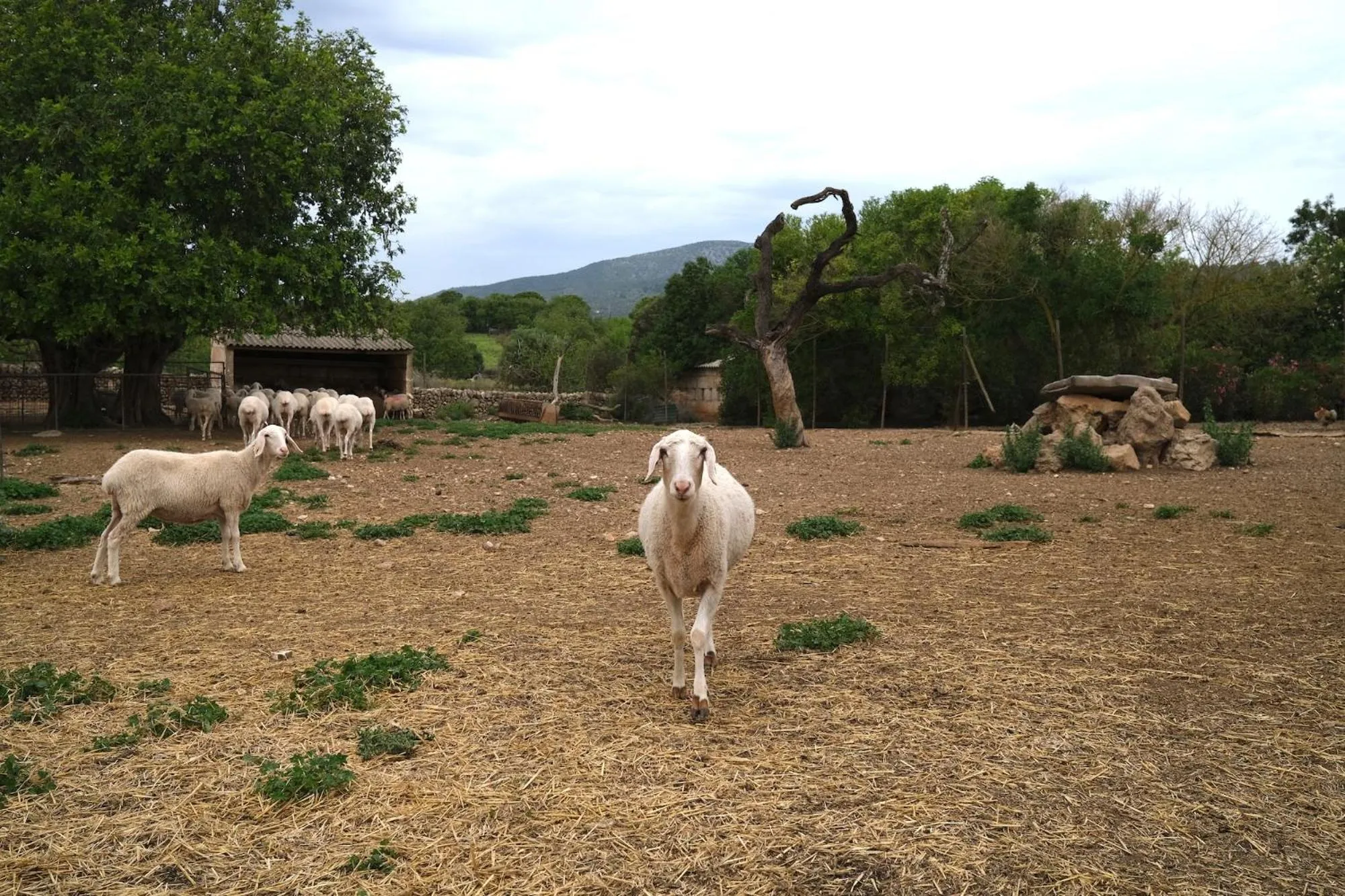 Finca Hotel Ses Cases Noves