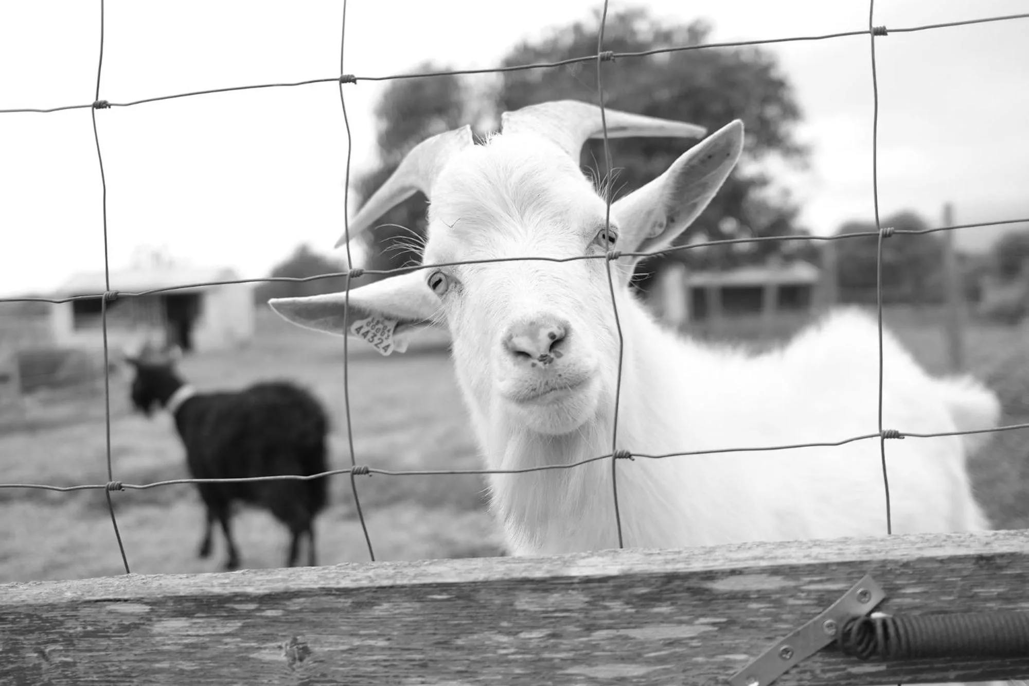 Finca Hotel Ses Cases Noves