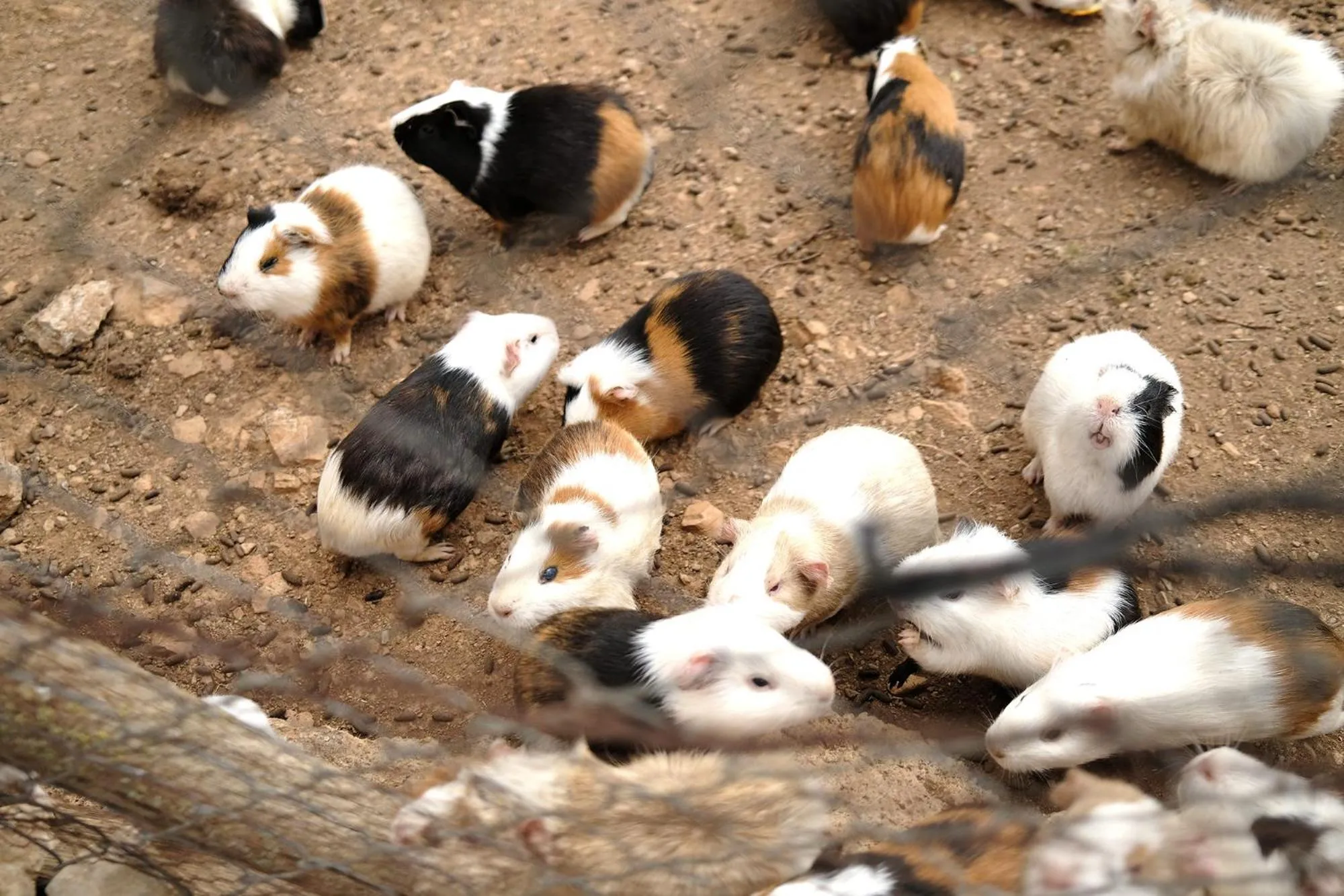 Animals in Finca Hotel Ses Cases Noves