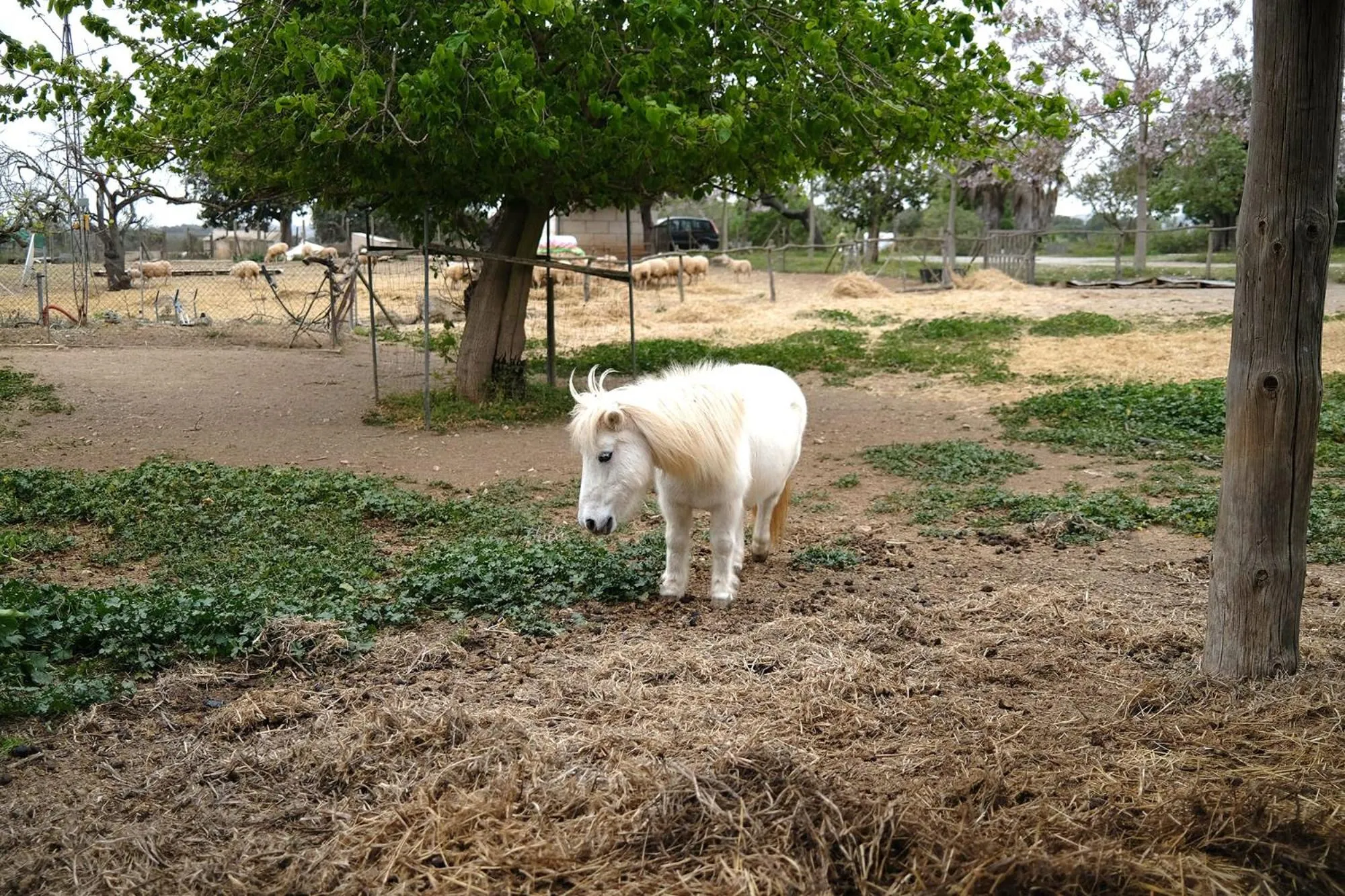 Finca Hotel Ses Cases Noves