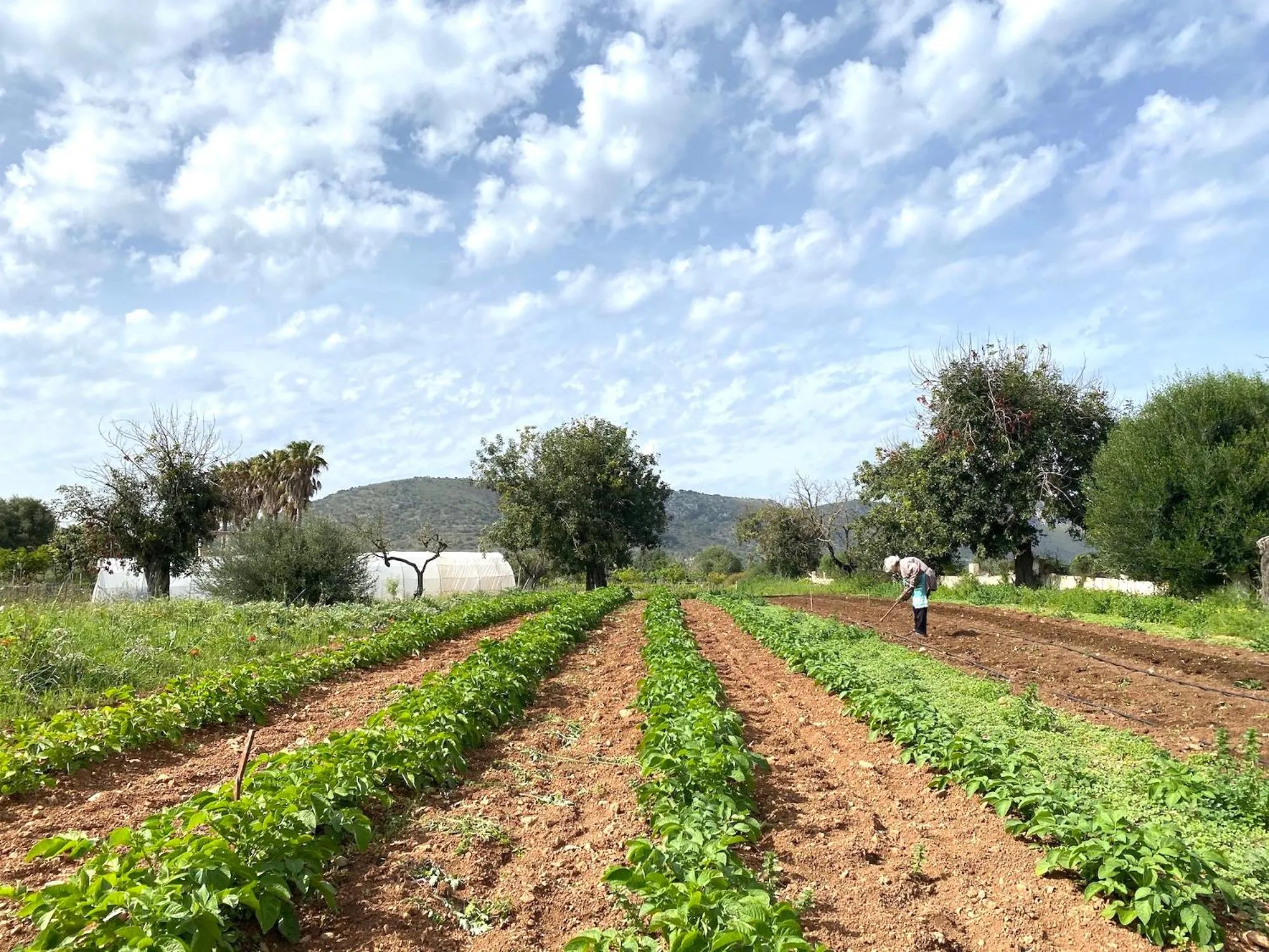 Finca Hotel Ses Cases Noves