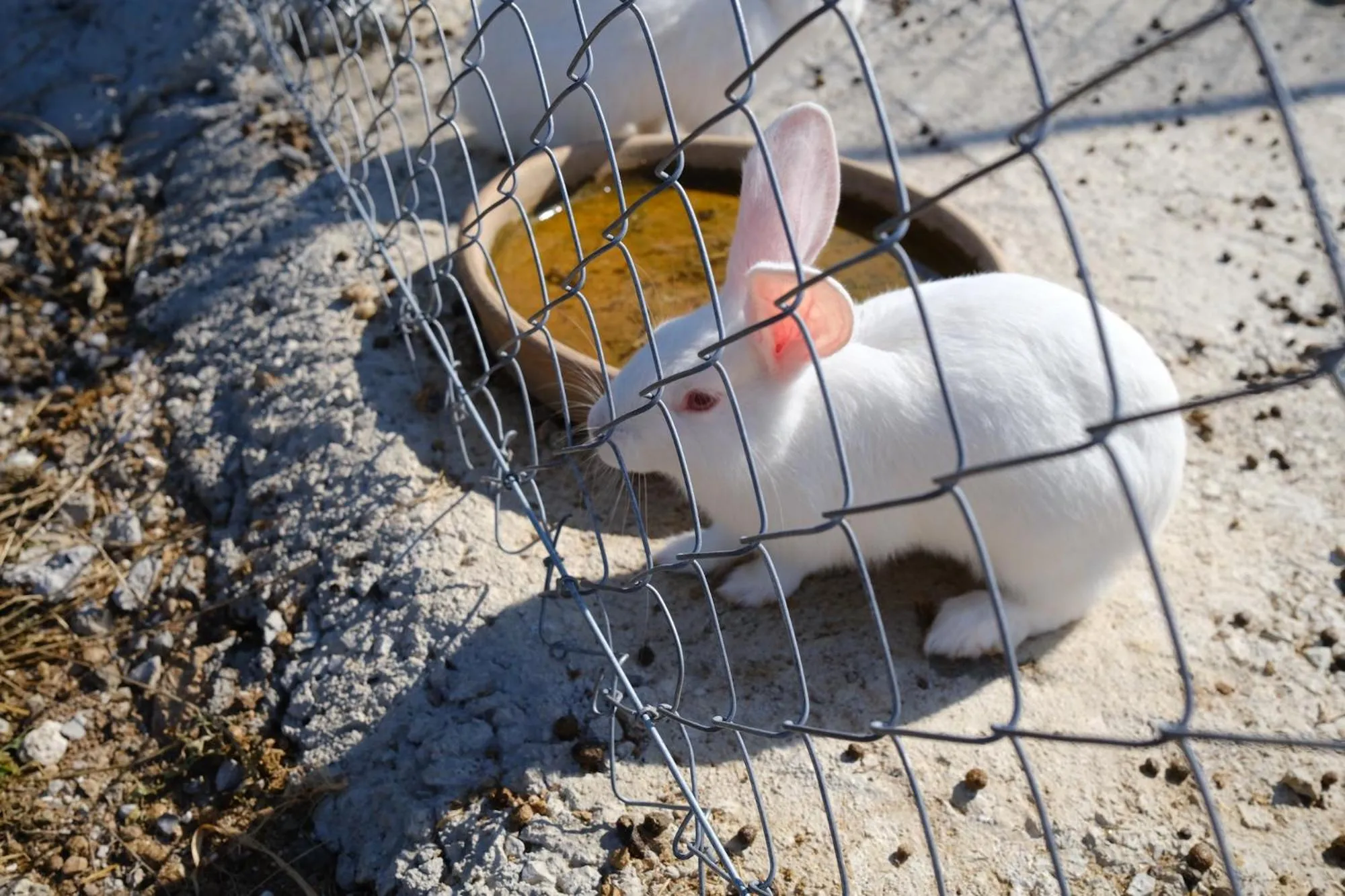 Animals in Finca Hotel Ses Cases Noves