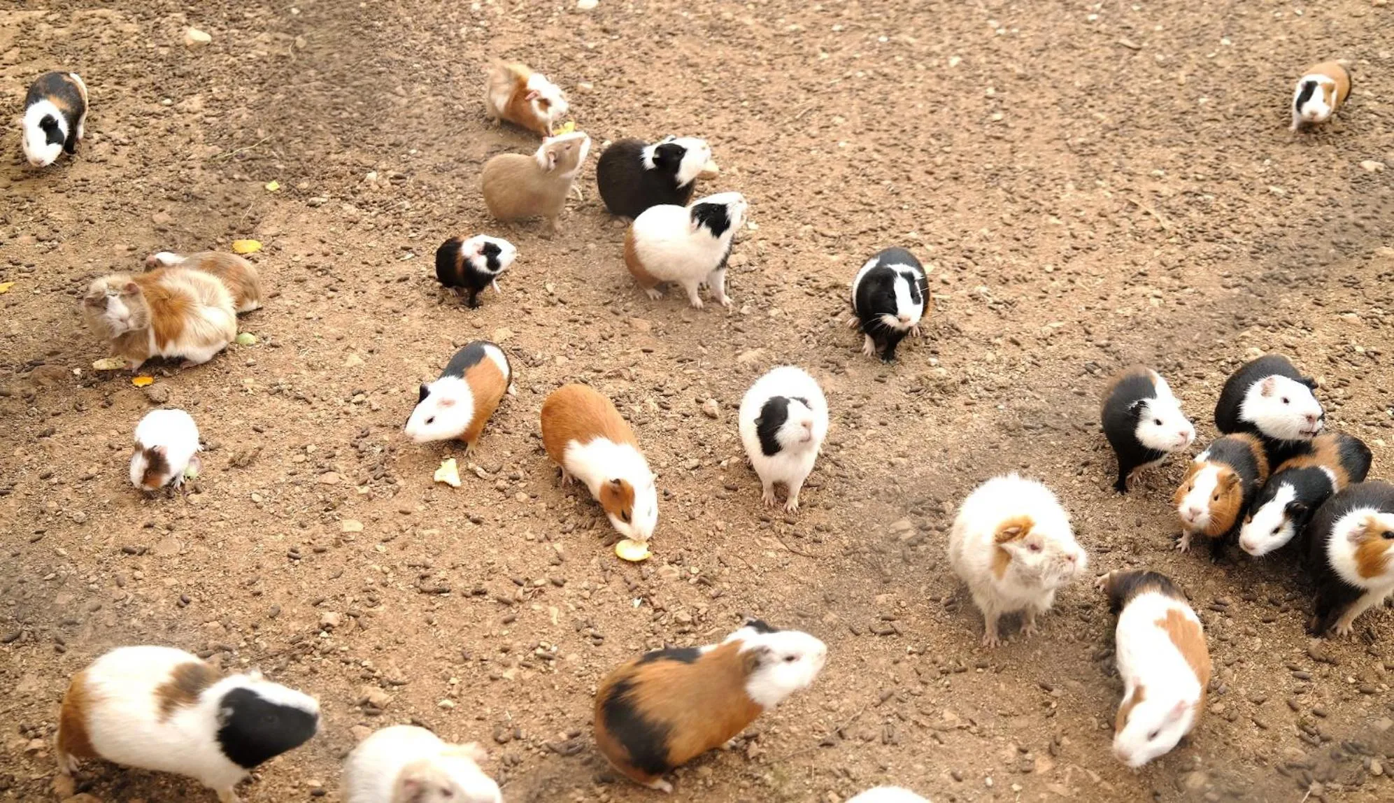 Finca Hotel Ses Cases Noves