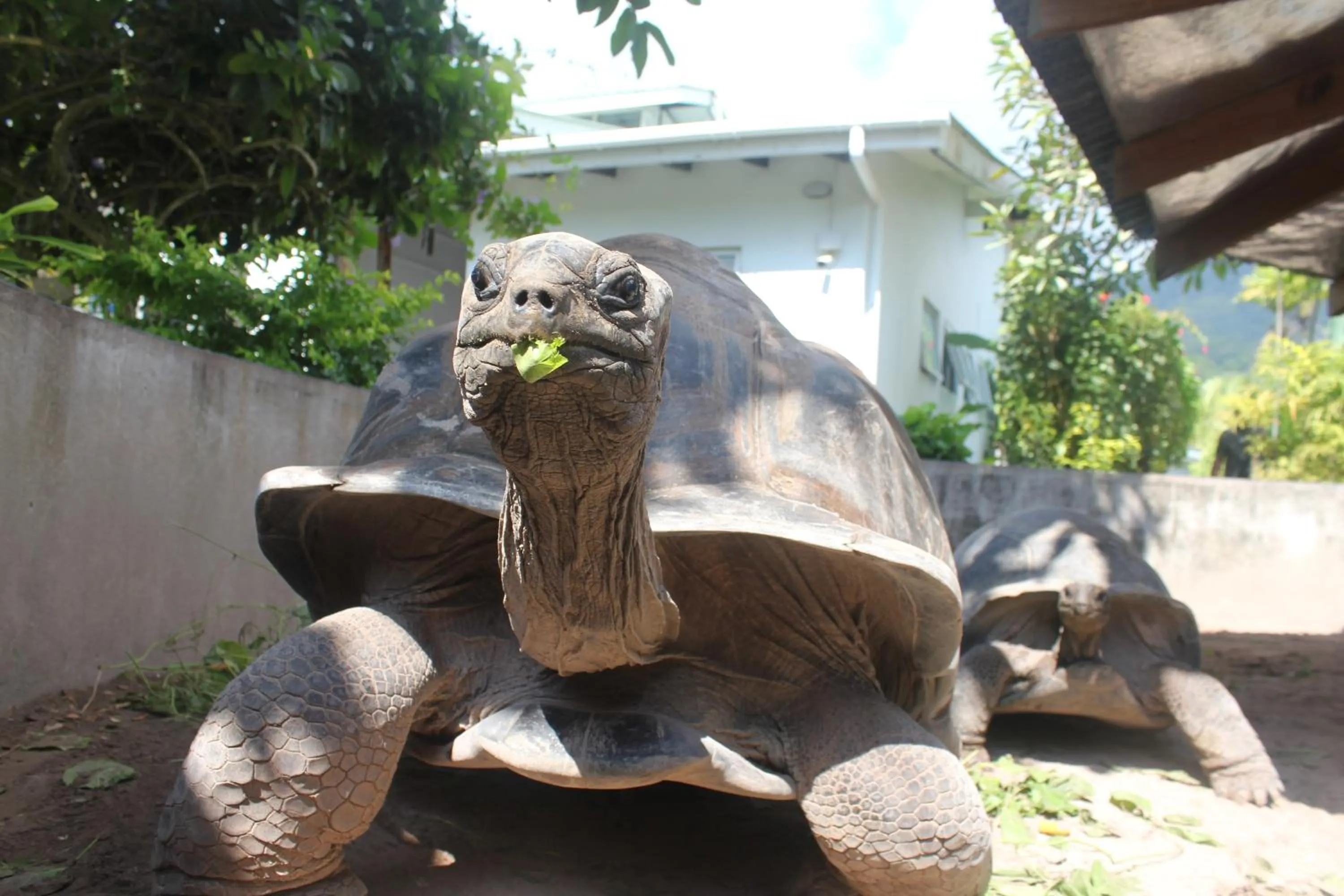 Animals in Hotel La Roussette