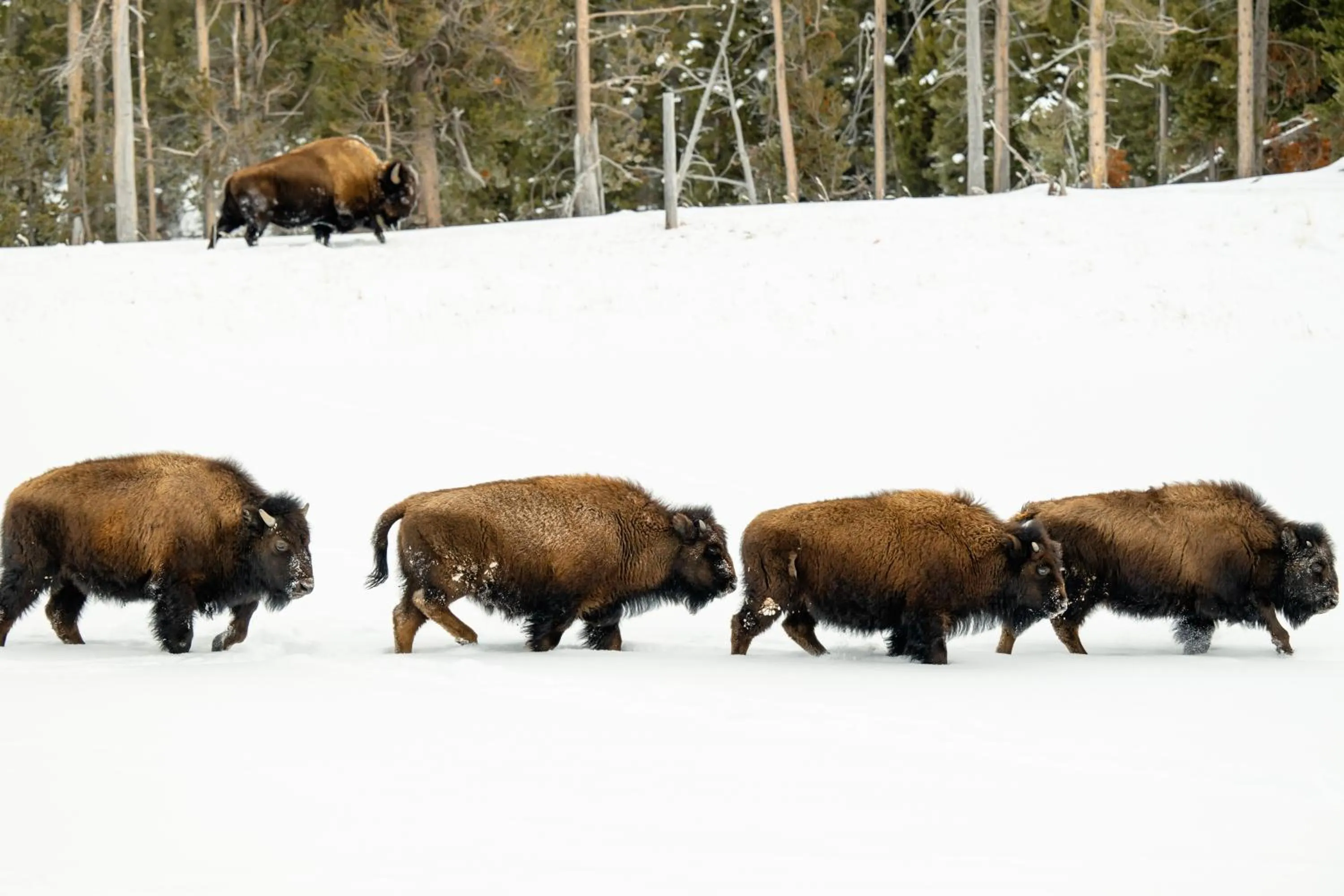 Winter in Explorer Cabins at Yellowstone