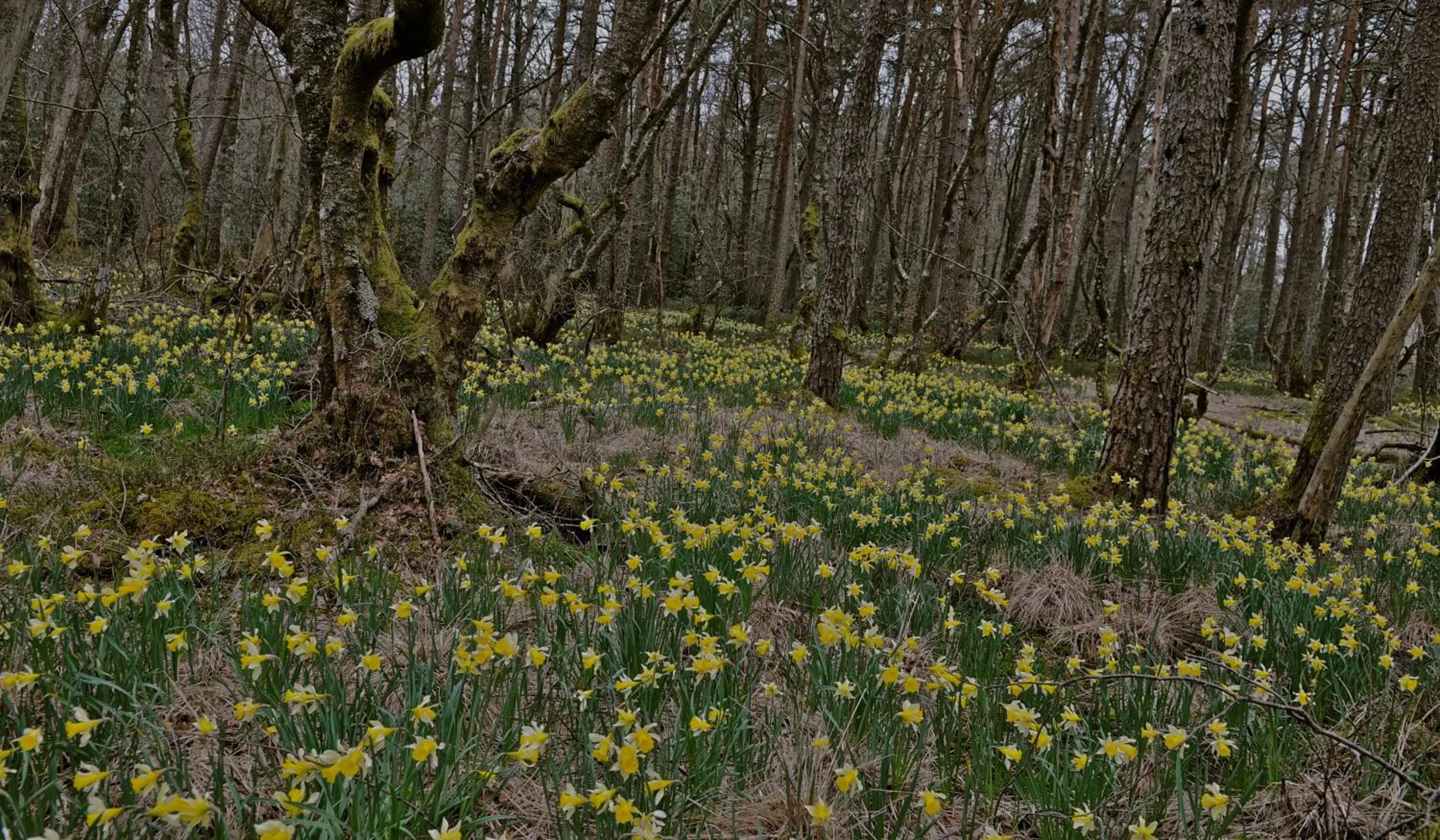 Spring in AUX PORTES D'AUBRAC studio 2 personnes