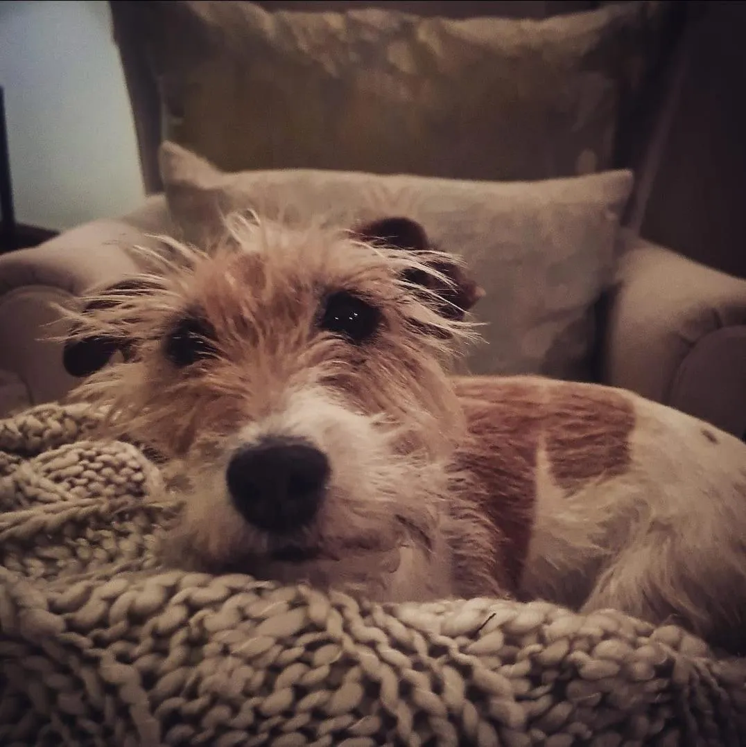 The Great Gatsby Houghton