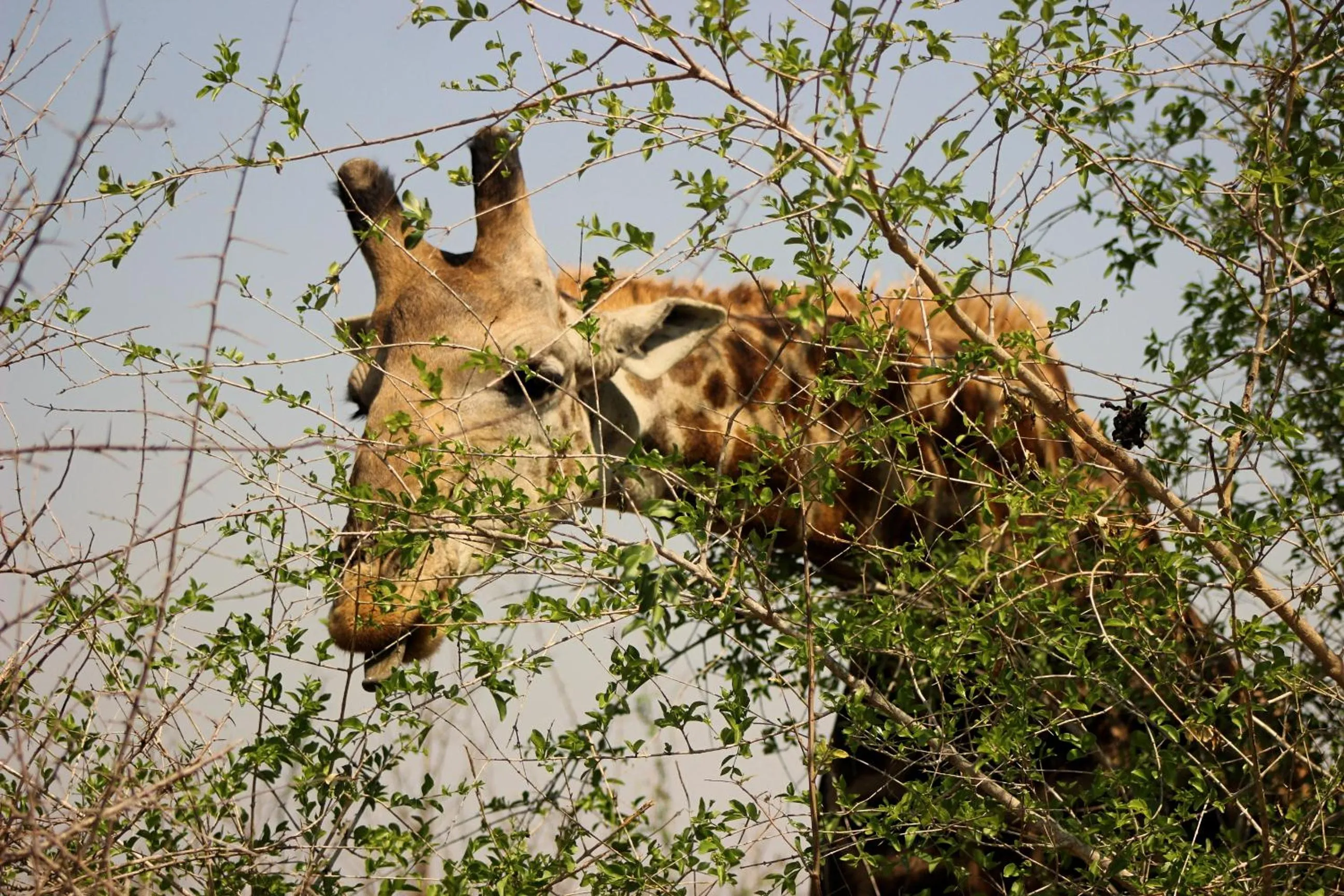 Animals in Ecolux Boutique Hotel