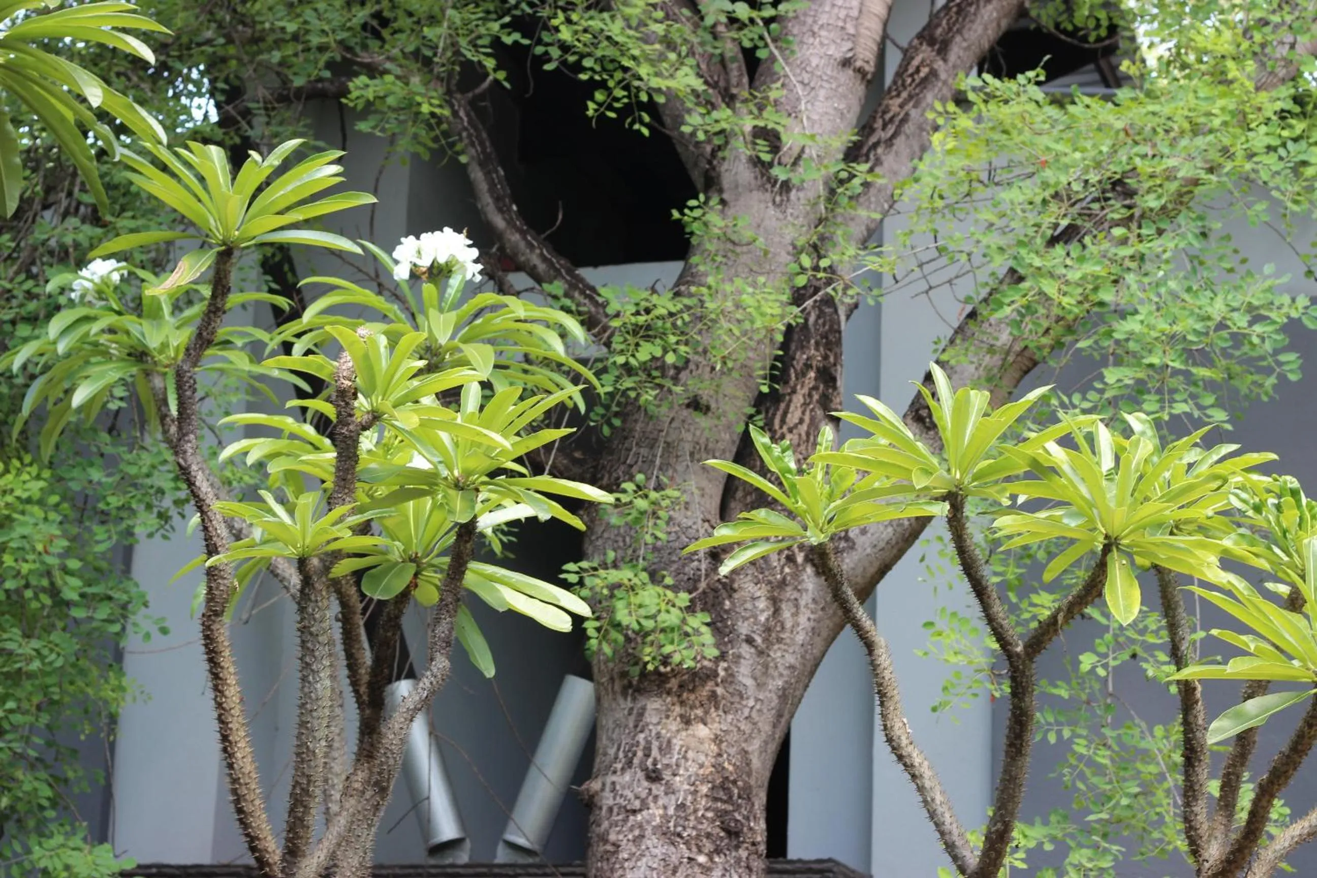 Garden in Ecolux Boutique Hotel