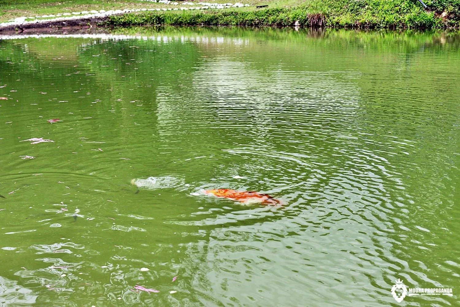 Lake view in Eco Chalés Luar das Marés